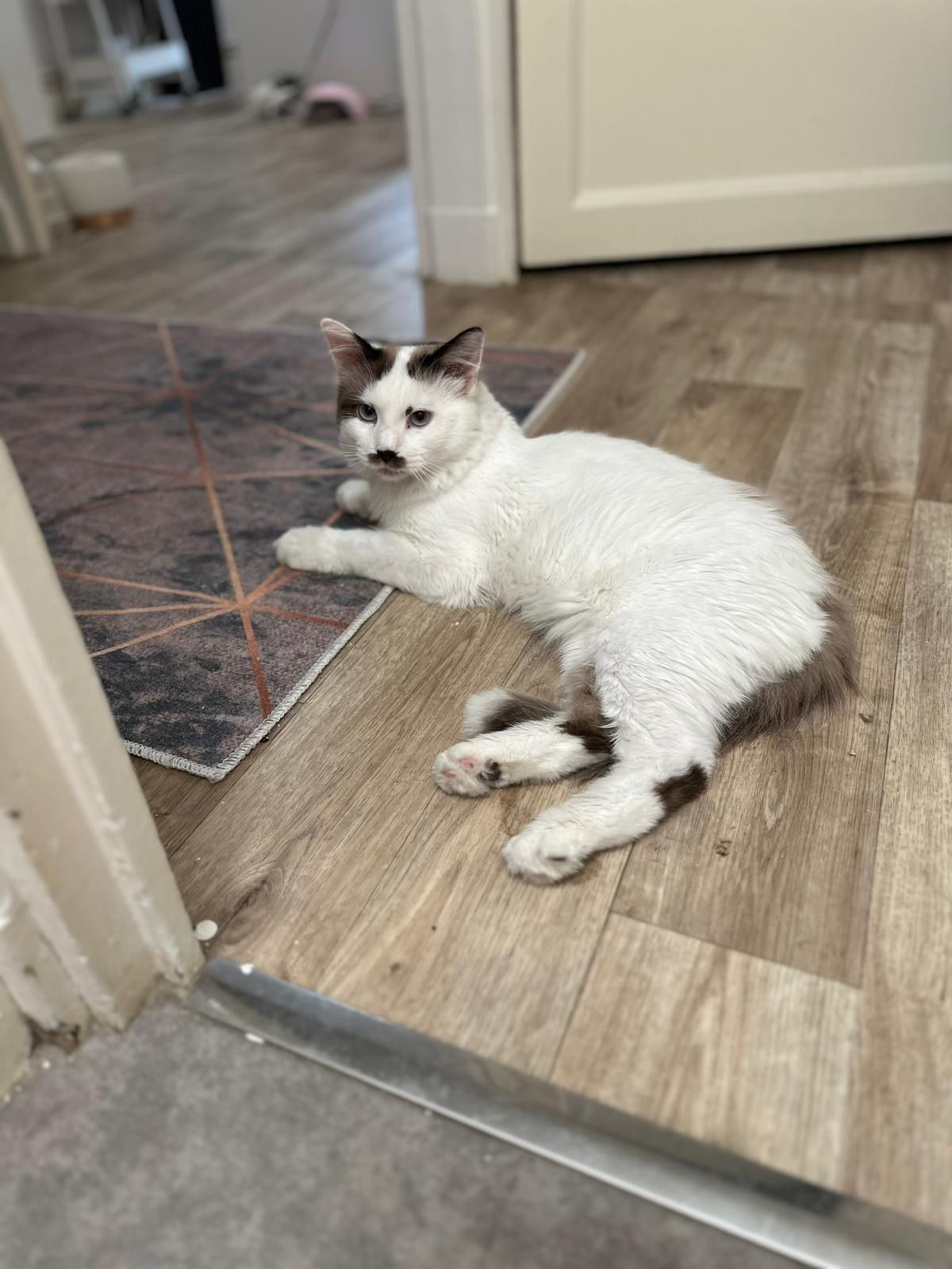 Pablo  - Square Georges Guynemer, Angers