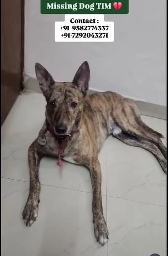 Tim - D K Road, New Delhi