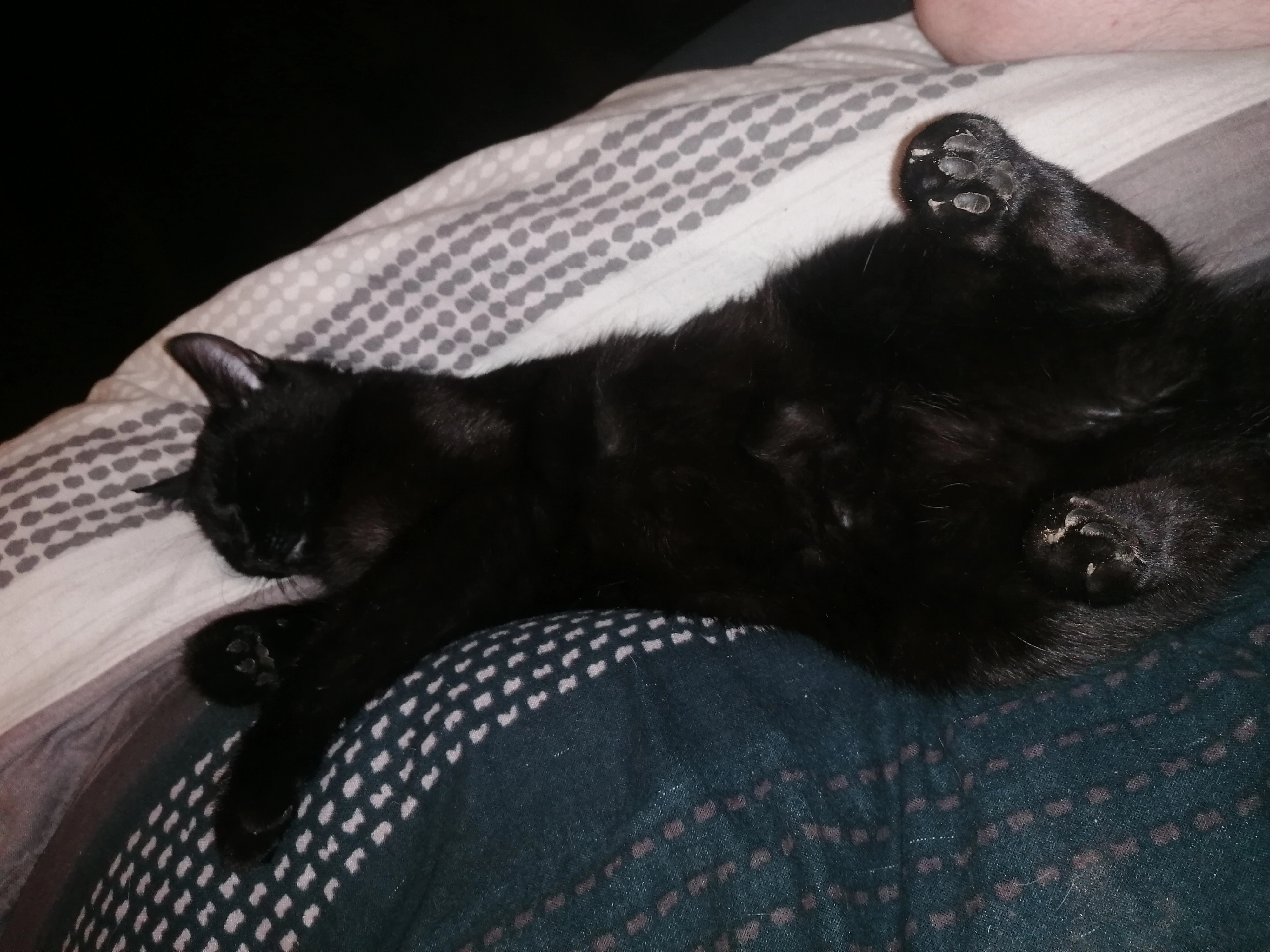 Carmilla - Fuchsendorf, Kirchenpingarten