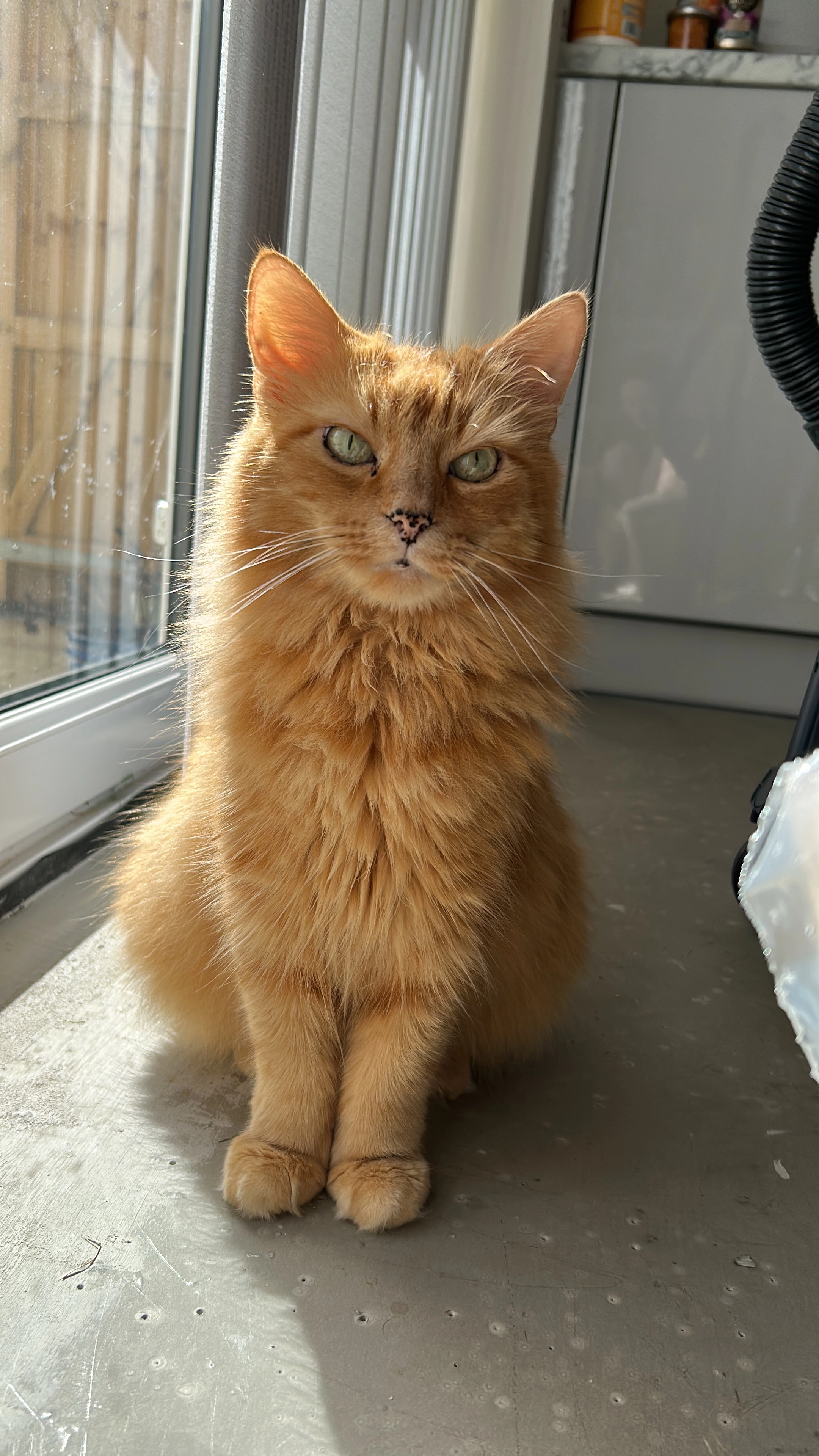 Marmalade  - Burrow Hill View, Martock