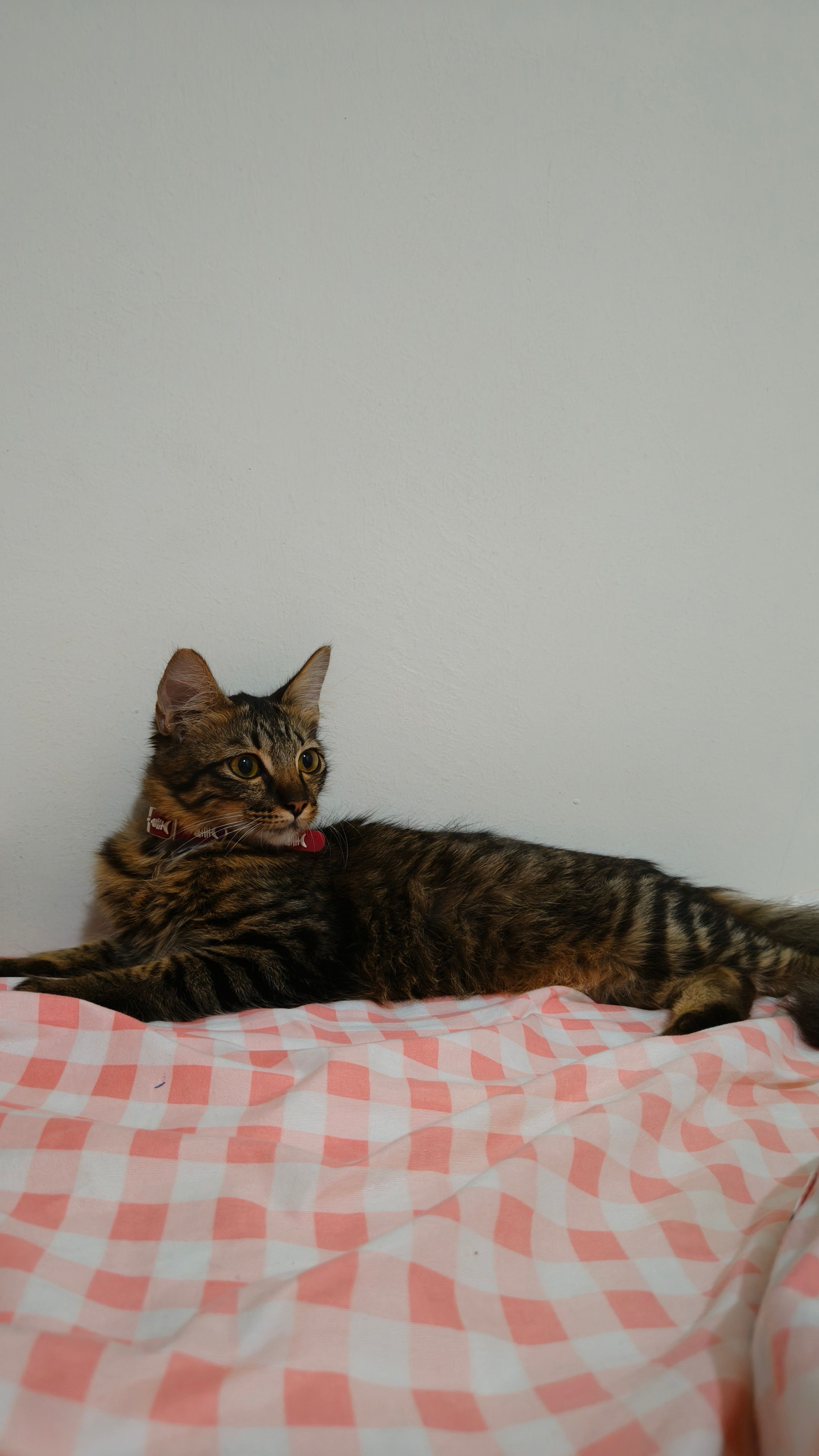 Mimi - 14120, Simpang Ampat