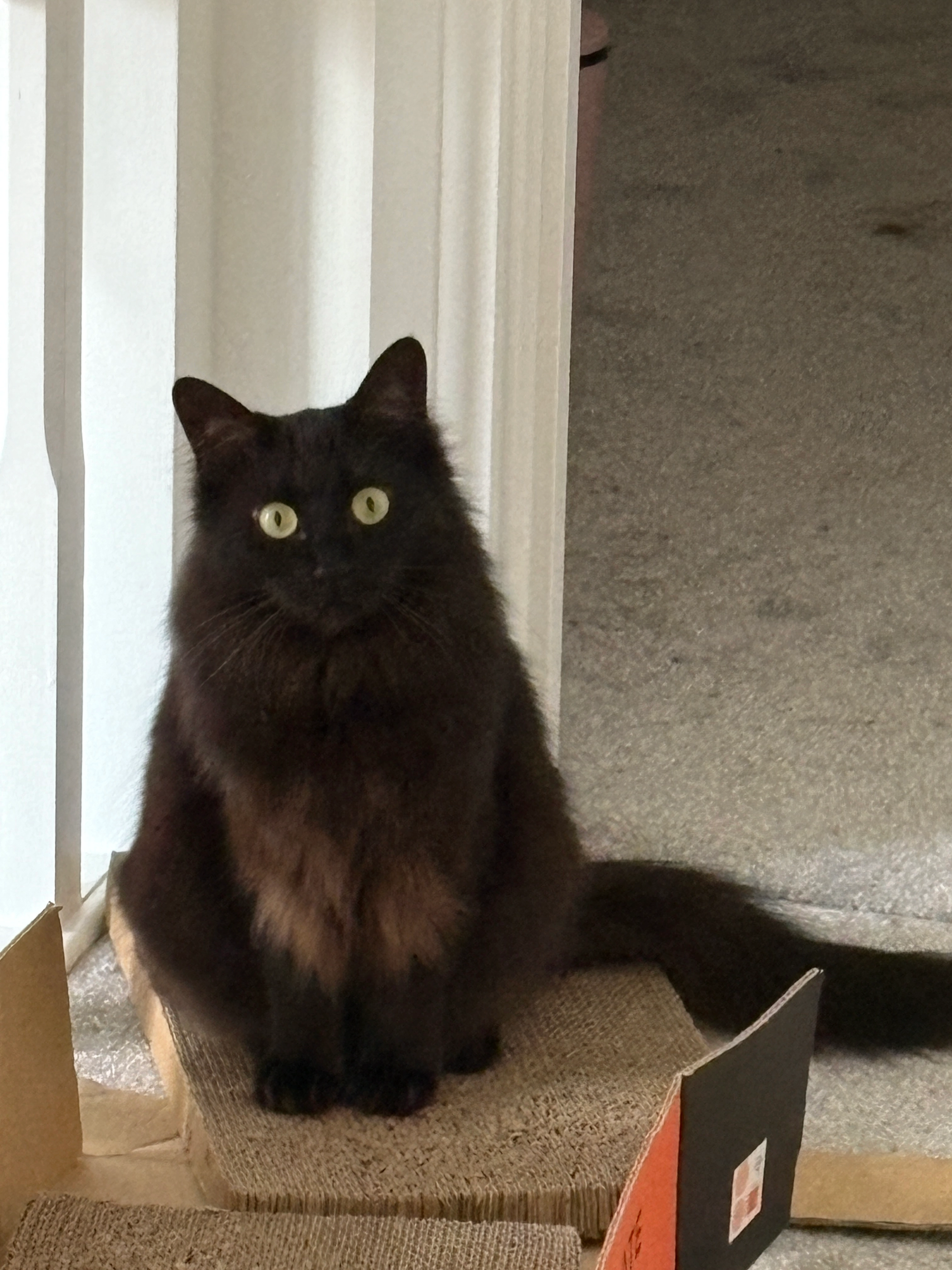 Mocha - RG40 4DA, Wokingham