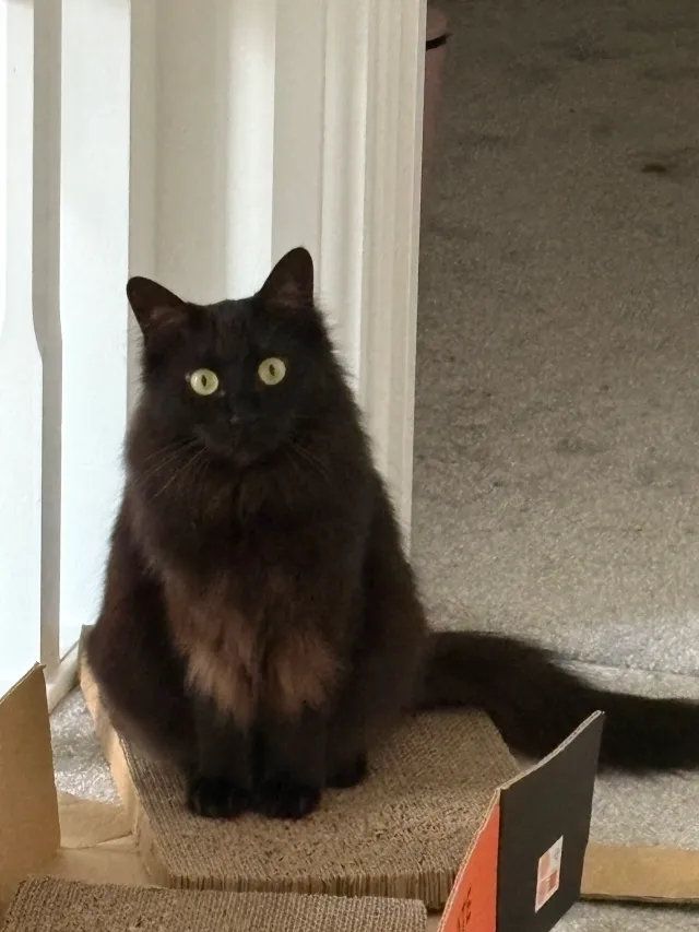 Mocha - RG40 4DA, Wokingham