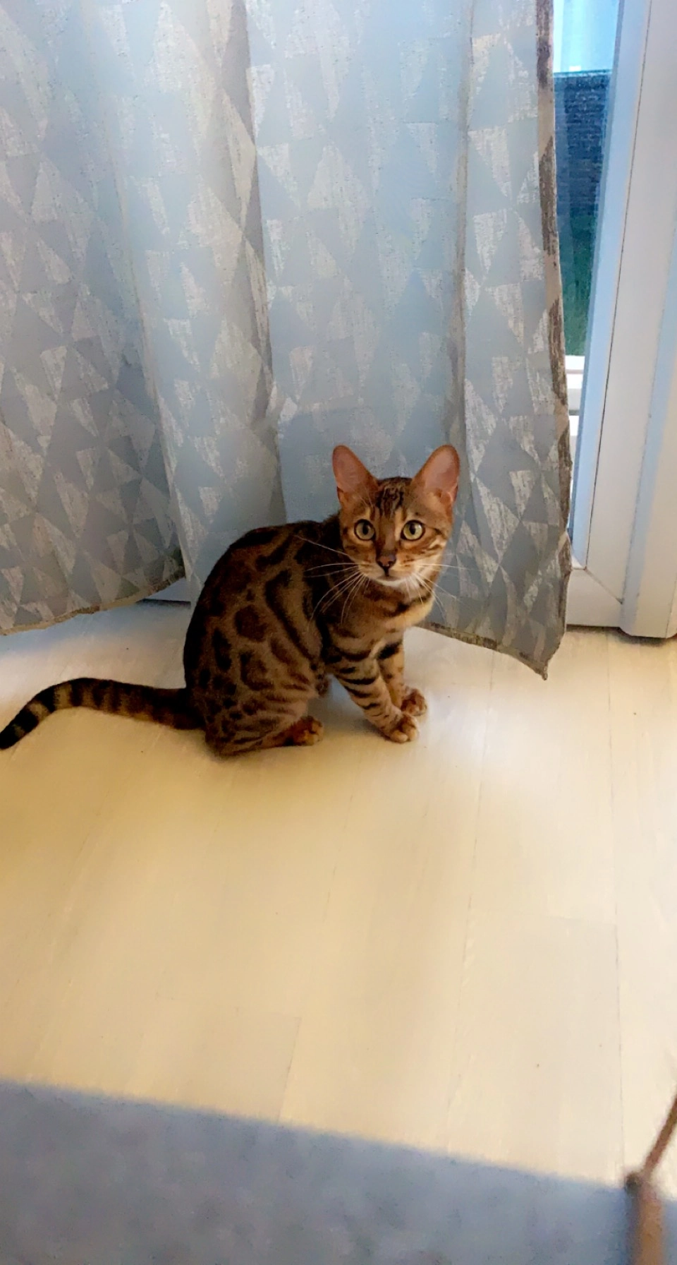 Nala - Rue de l'Hôtel Rigaud, Prinquiau