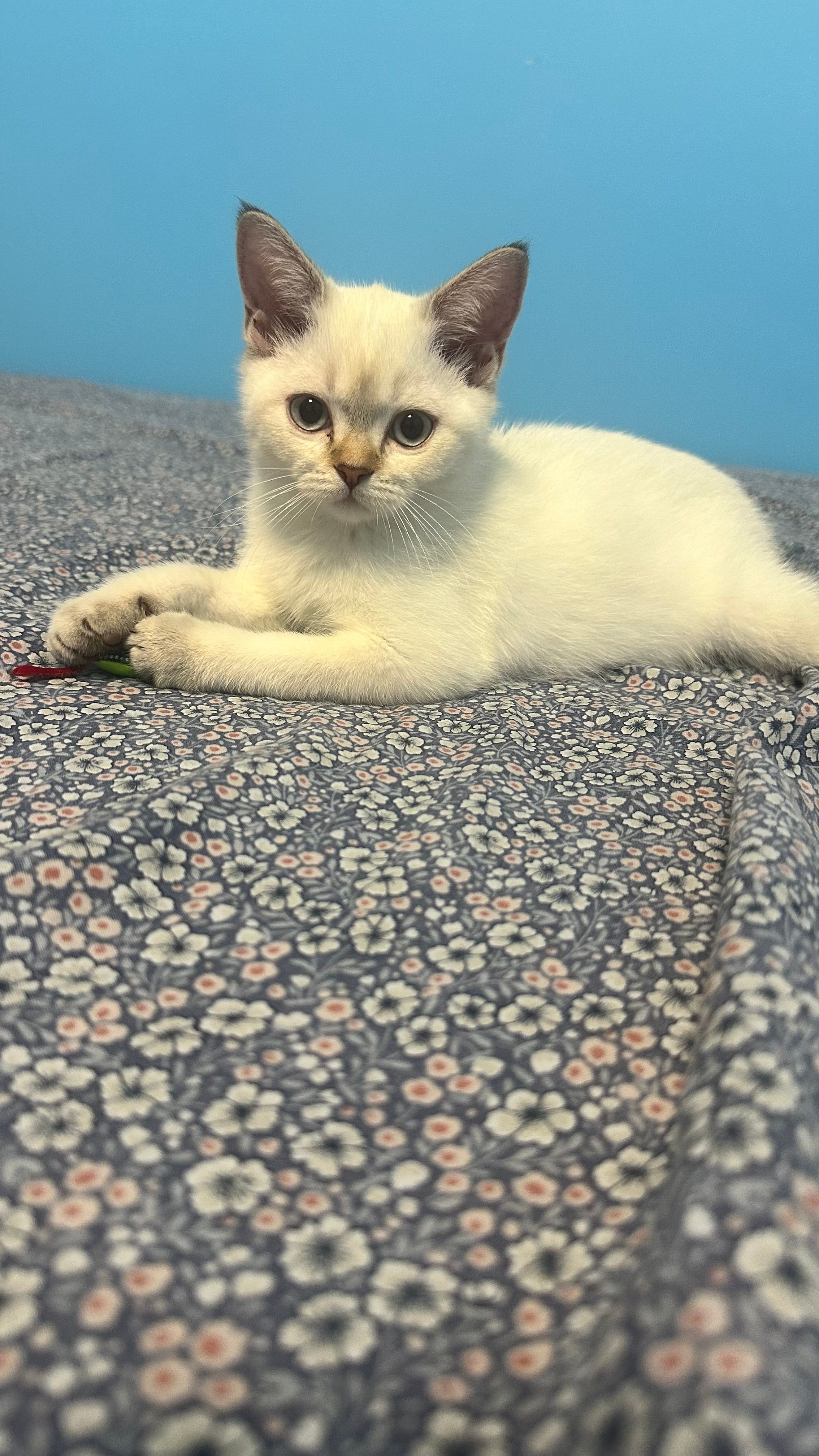 Lisa - Am Ringofen, Am Mellensee