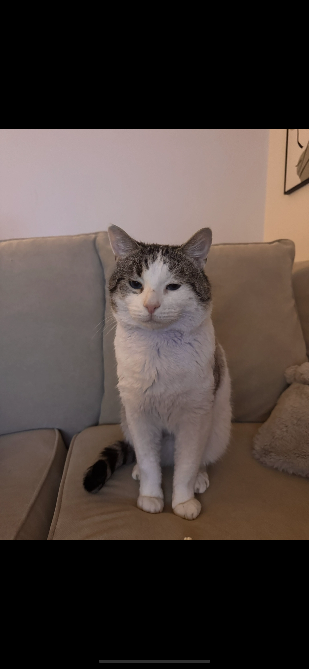 Scooby - Paprika Drive, Liverpool