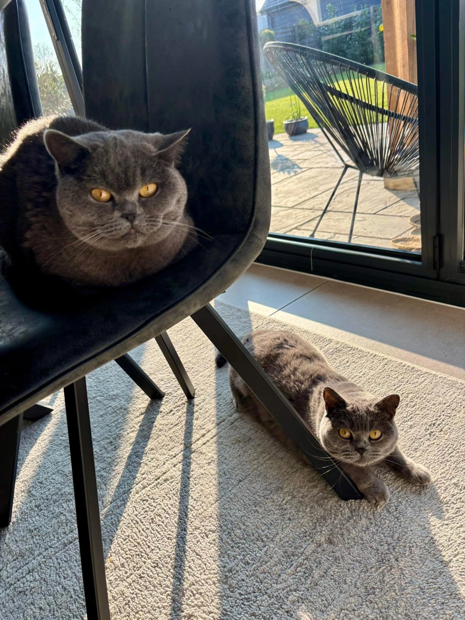 Clarabel - Whitley Field, Market Drayton