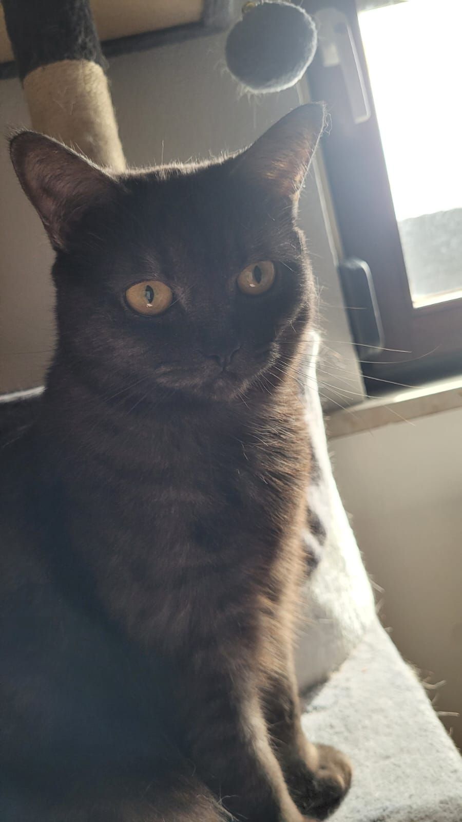 Jelli - Hauptstraße, Berlichingen