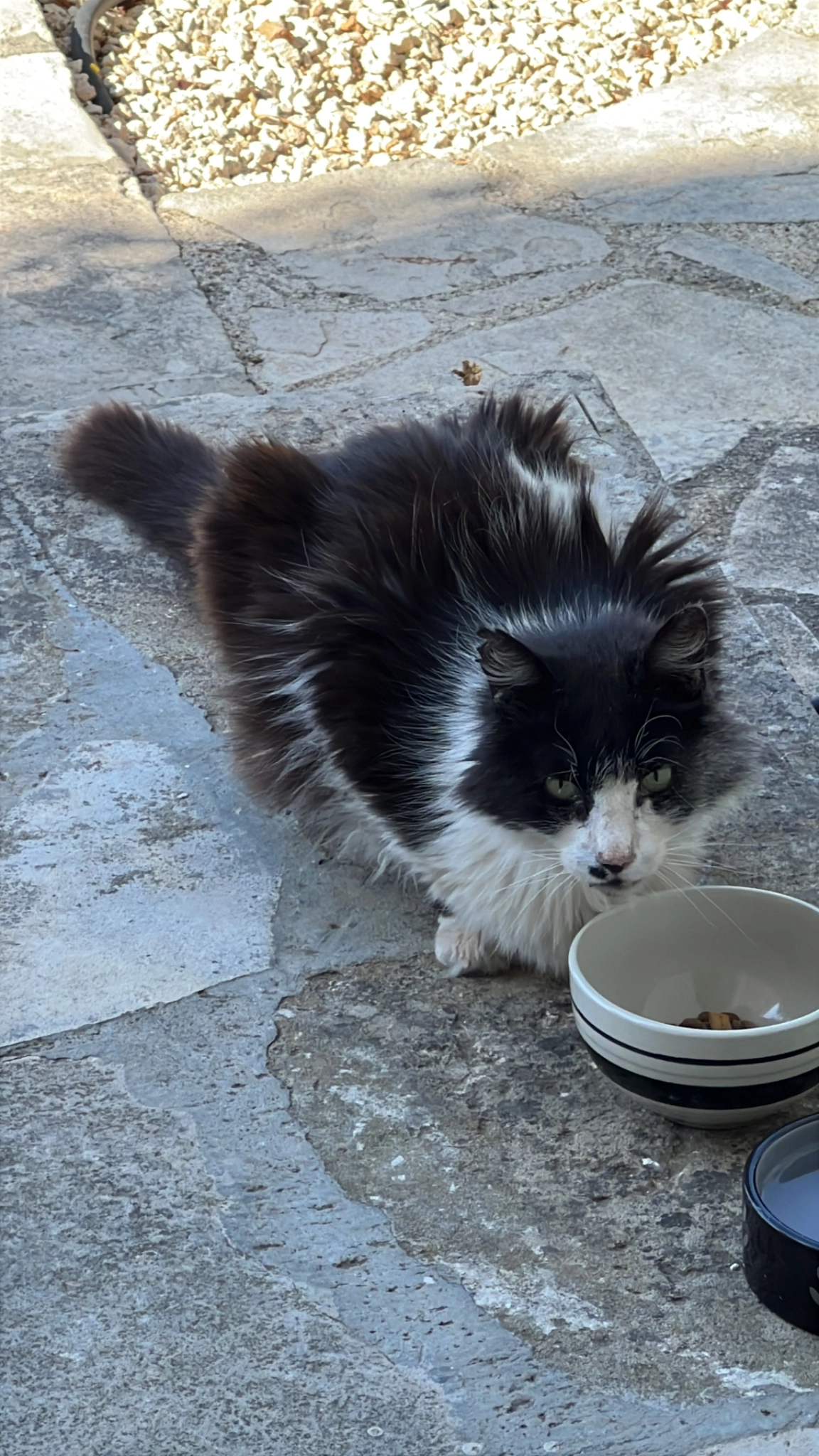 Jasper - Bodmin Road, Reading