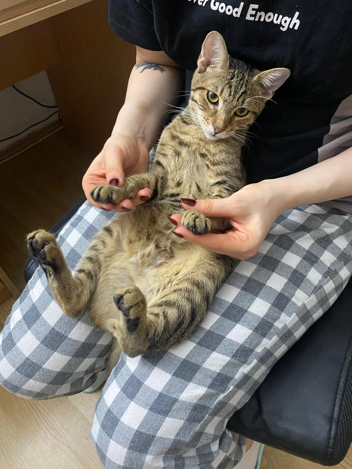 čip - Pozeska, Belgrade