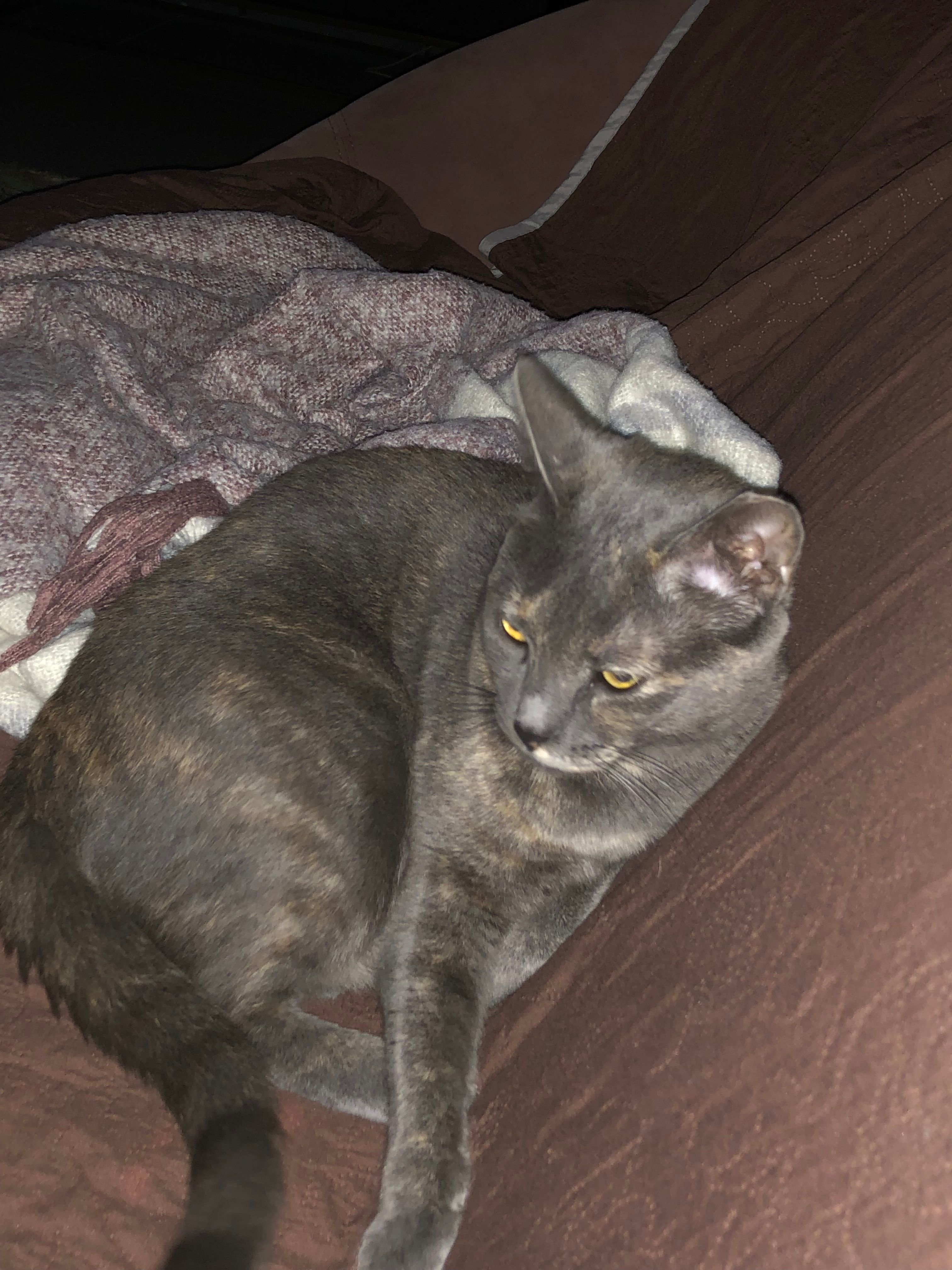 Ginger - משה סנה, Tel Aviv