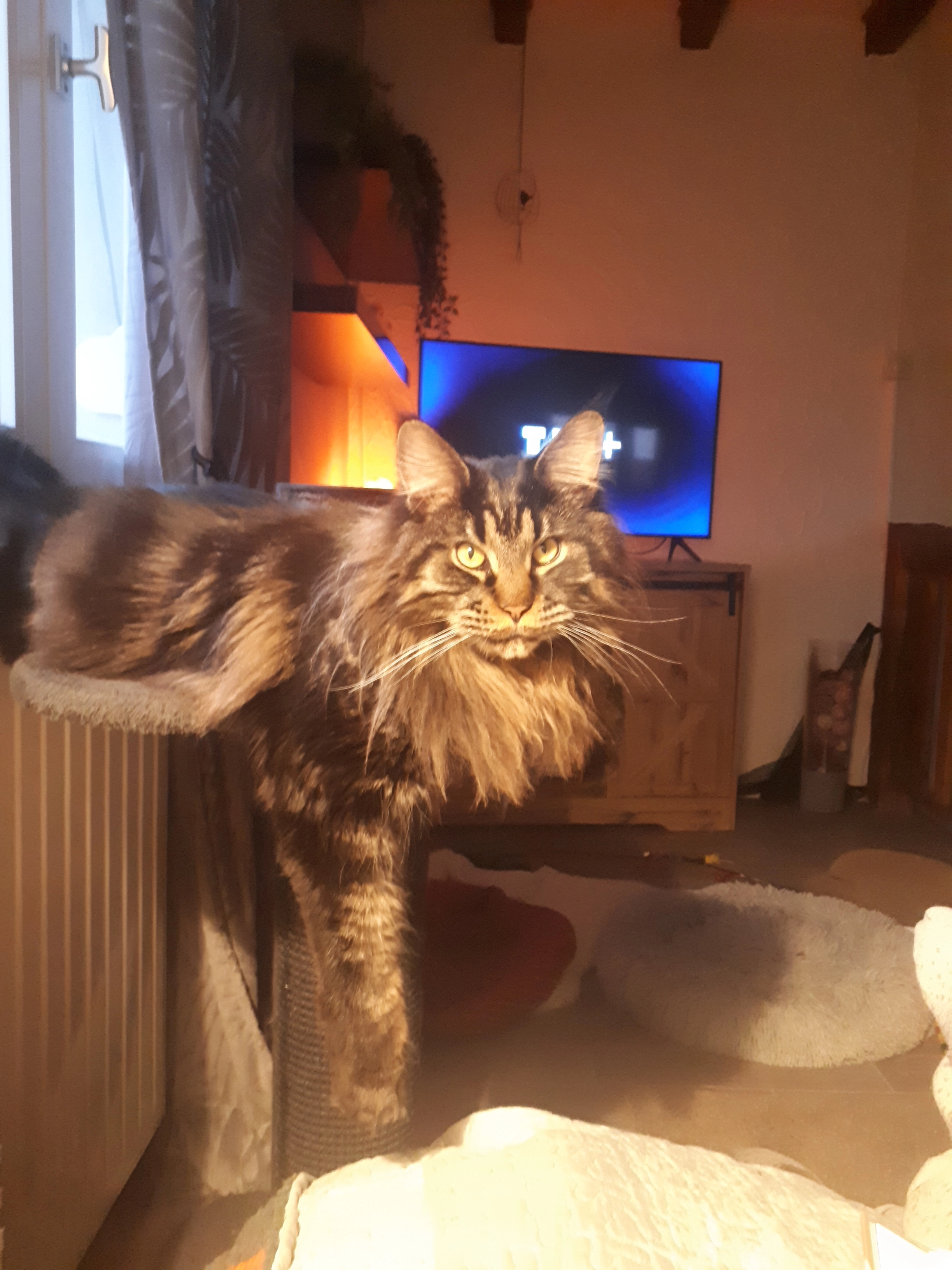 wyatt  - 1B Rue d'Alsace, Croismare