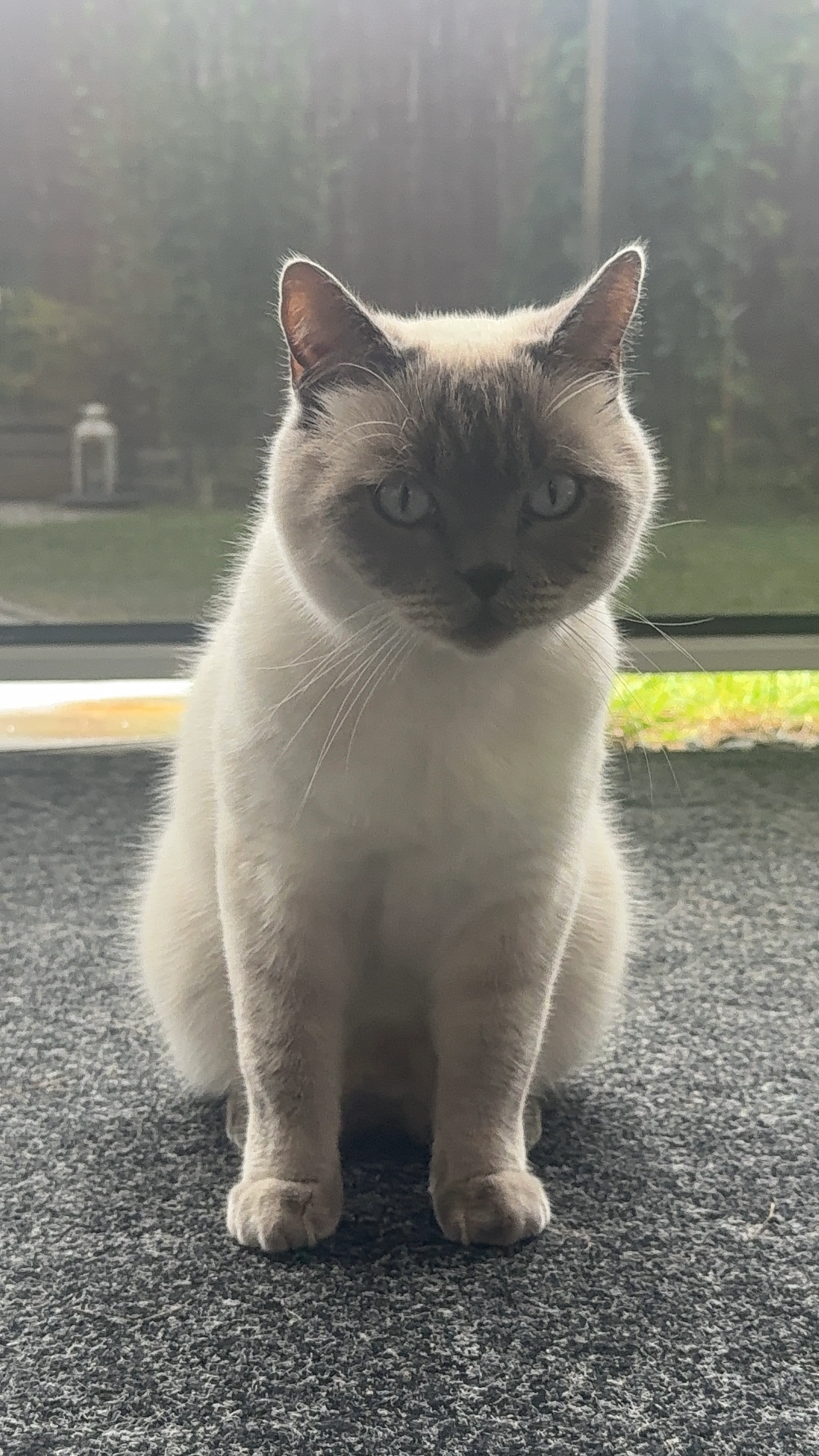 Joey - Angerstraße, Manching