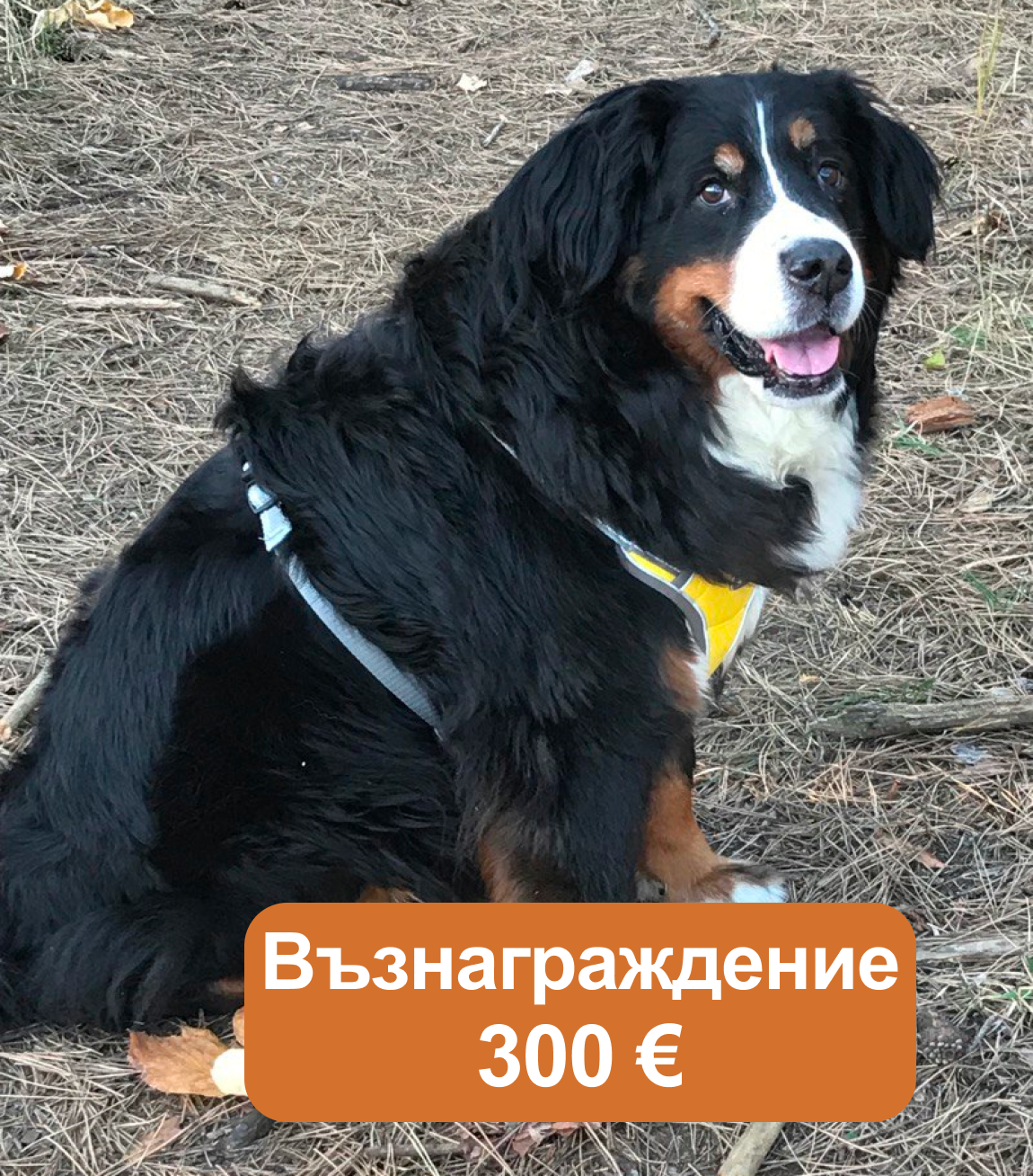 Абби - кв. Миньор, Атия