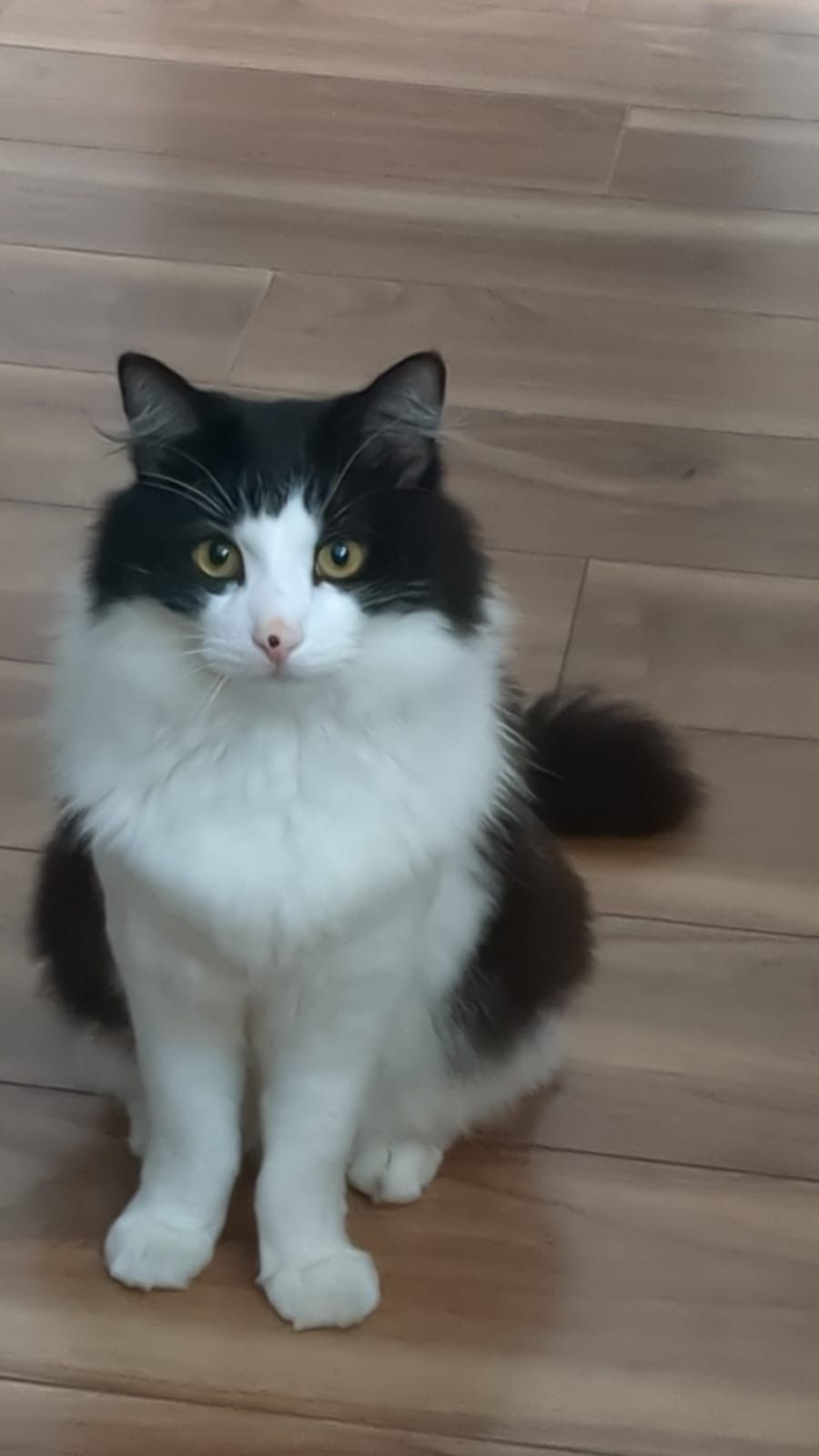 Fluffy - Marina Village, Dublin