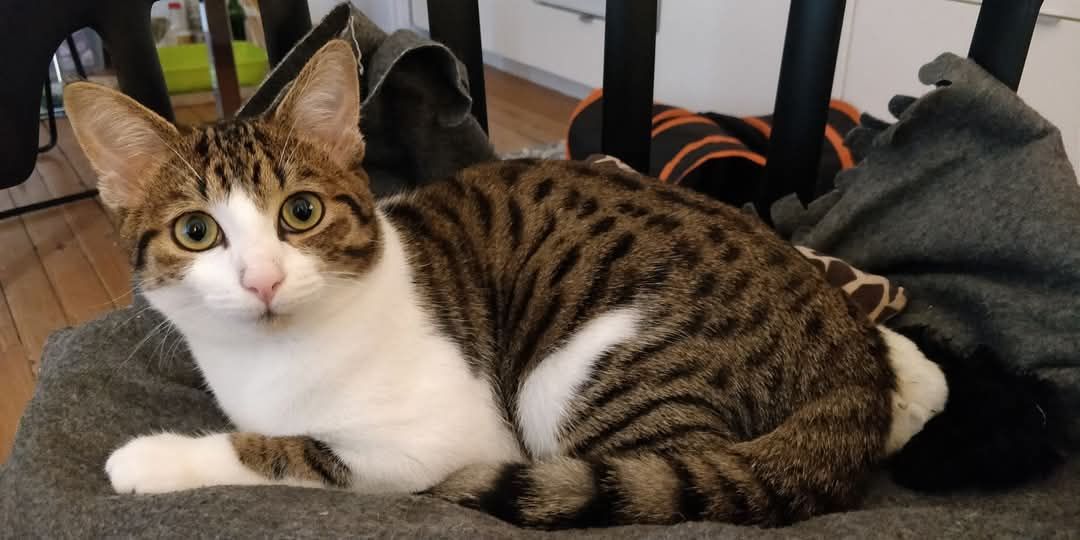 Orion - 19 Rue Saint-Pierre, Charre