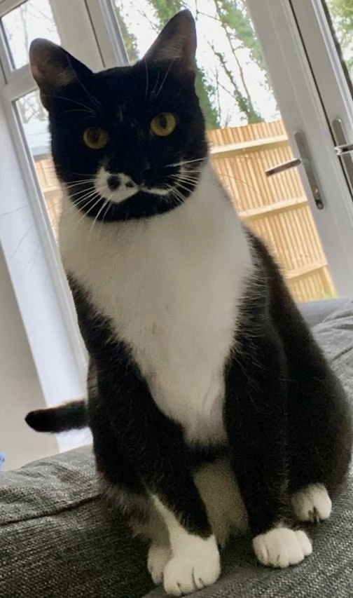 Loki - Waxwing Walk, Chichester