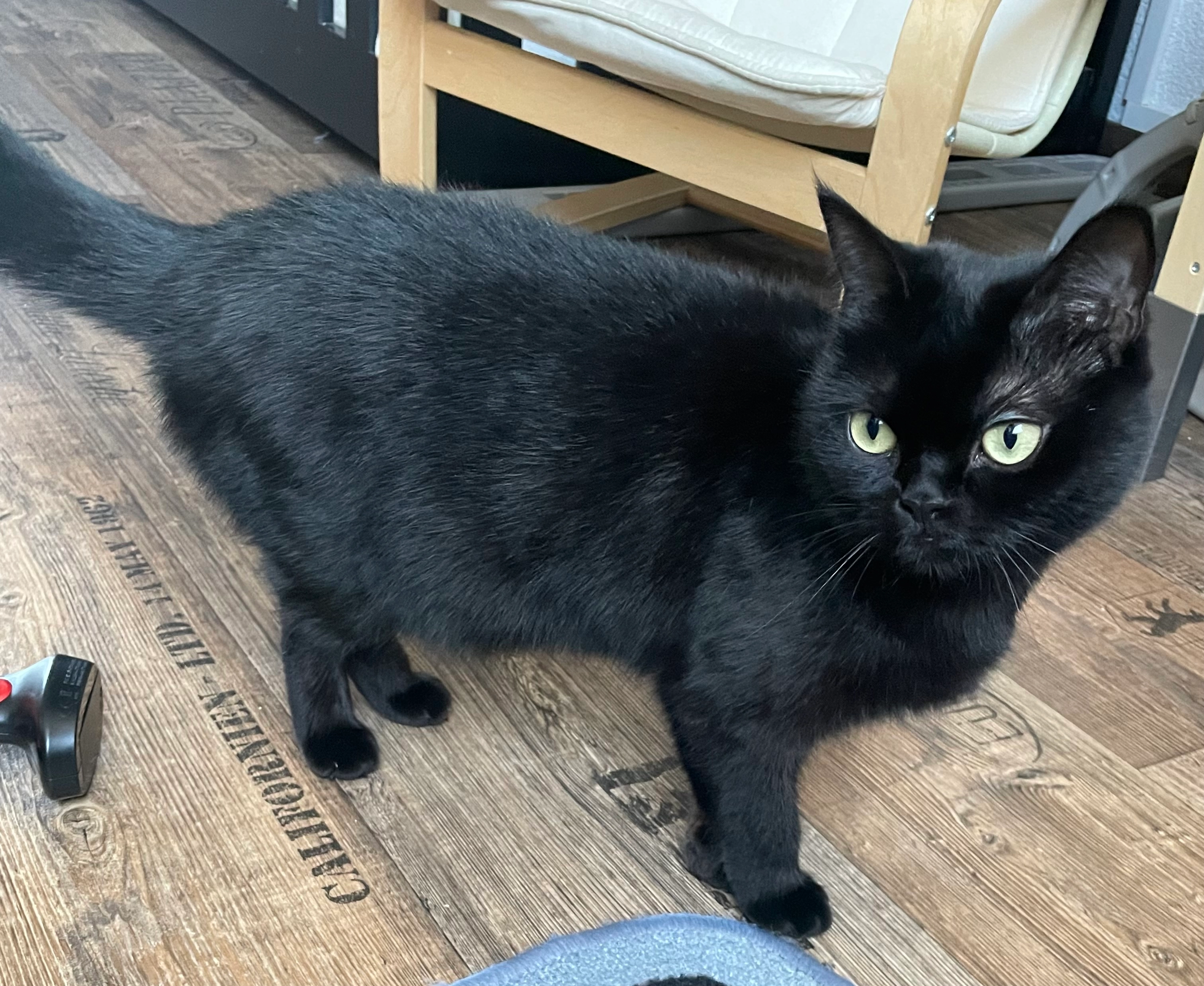 Baghira - Hauptstraße, Schopfheim