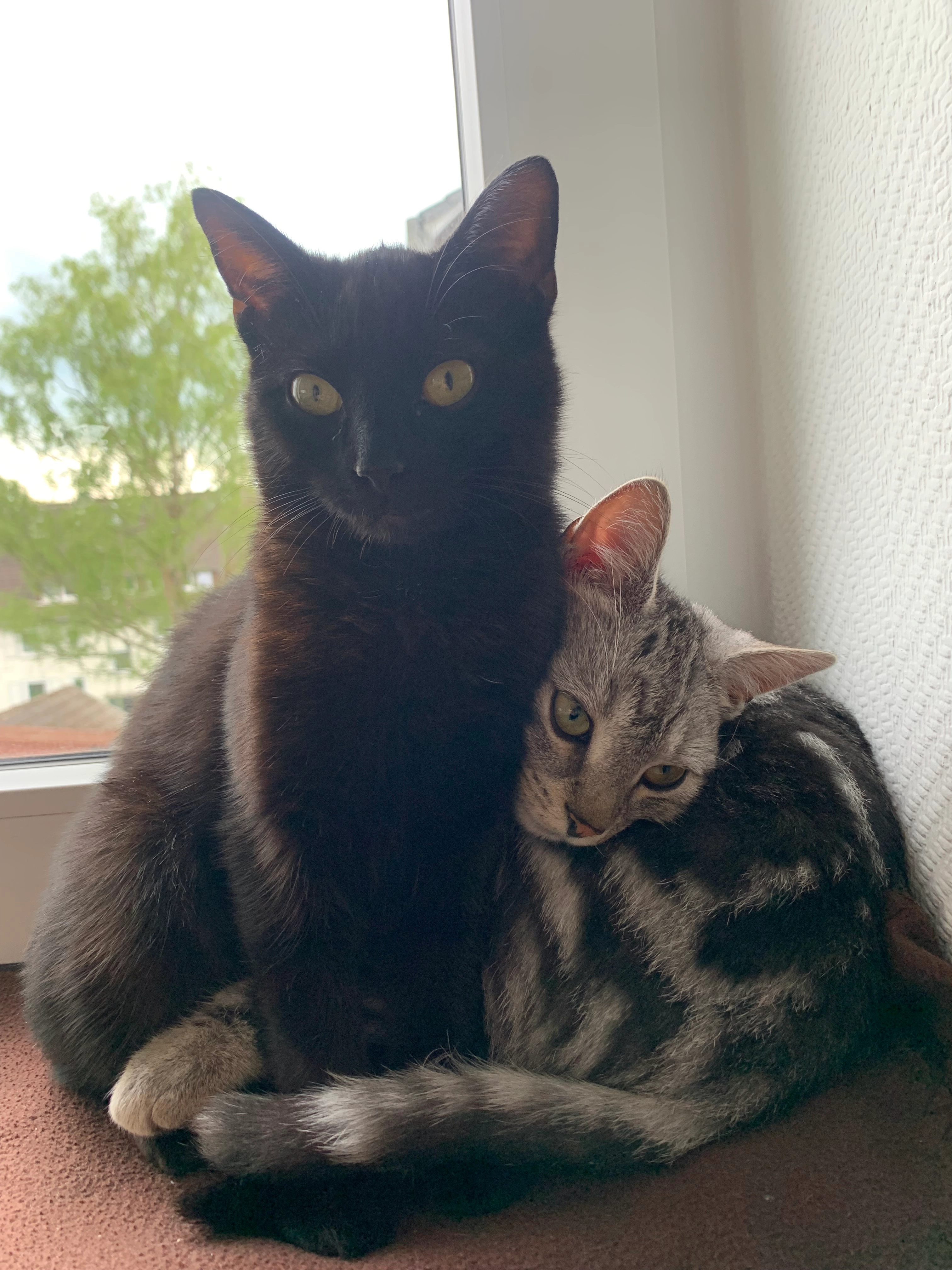 Kleo und Anubis - Irsch, Bitburg