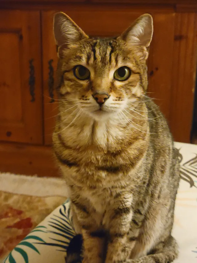 KittyMeow - 996 Citrona Dr, Fernandina Beach