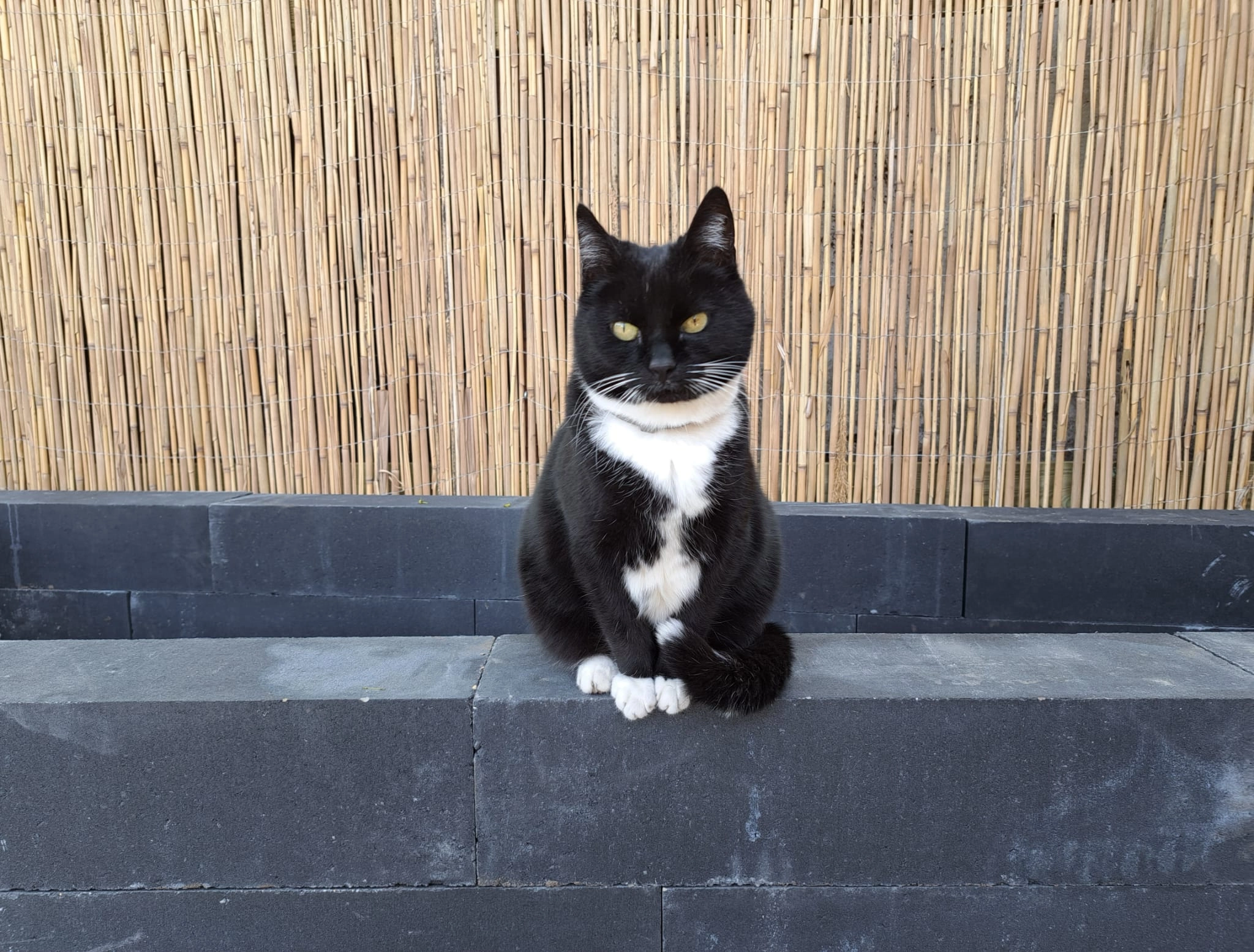 Zoë - Jacob Van Heemskerkstraat, Delfzijl