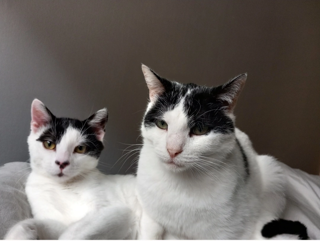 Benito et Tryphon. Ils sont deux - Boulevard Raymond Poincaré, Bar-le-Duc