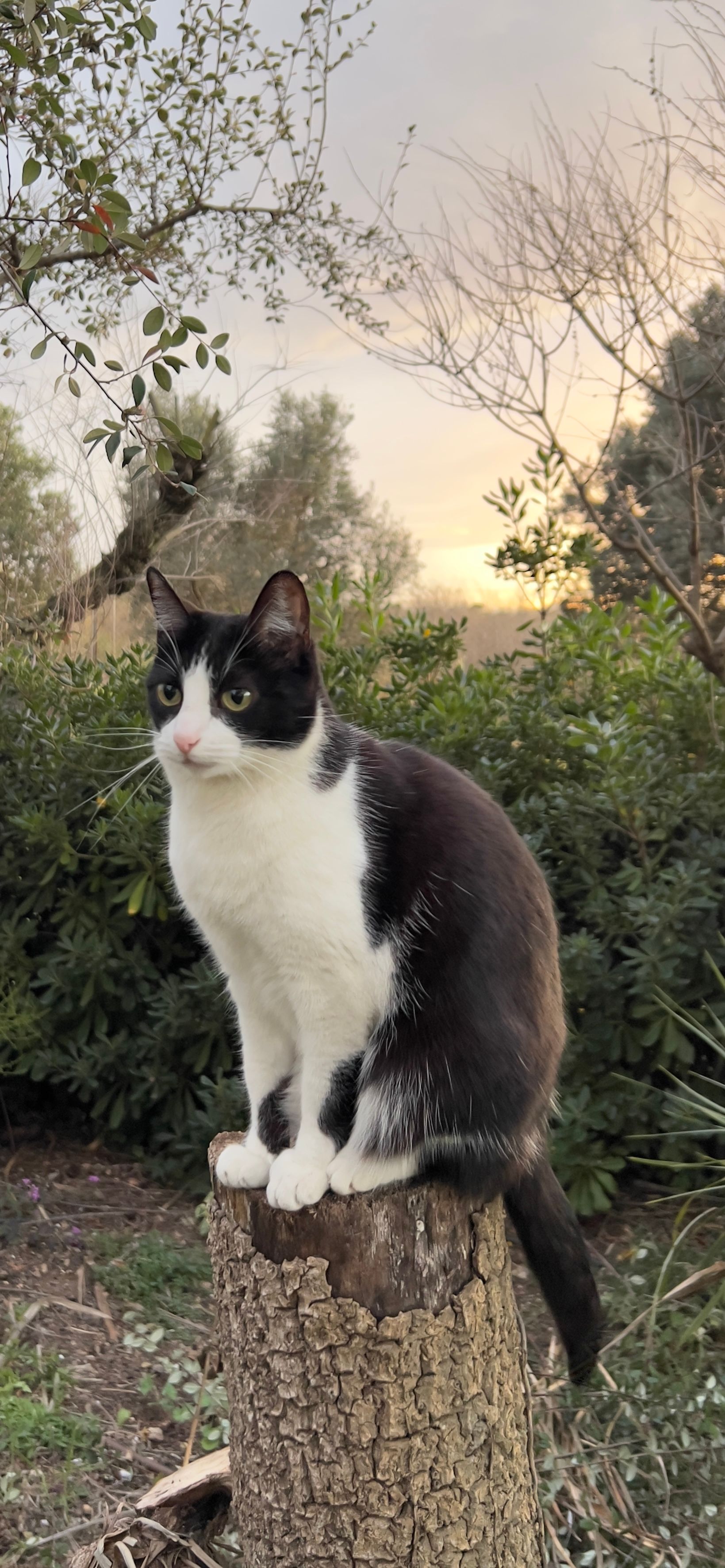 Dudu - Camí de la Pedra Estela 34, Reus