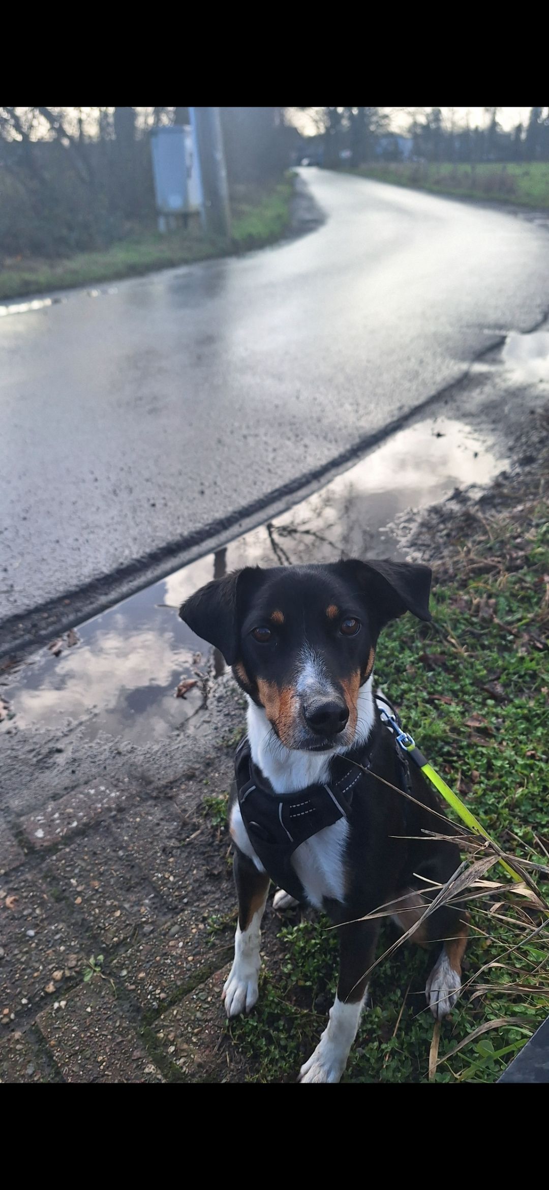 Barry - Meerseweg, Hoogstraten