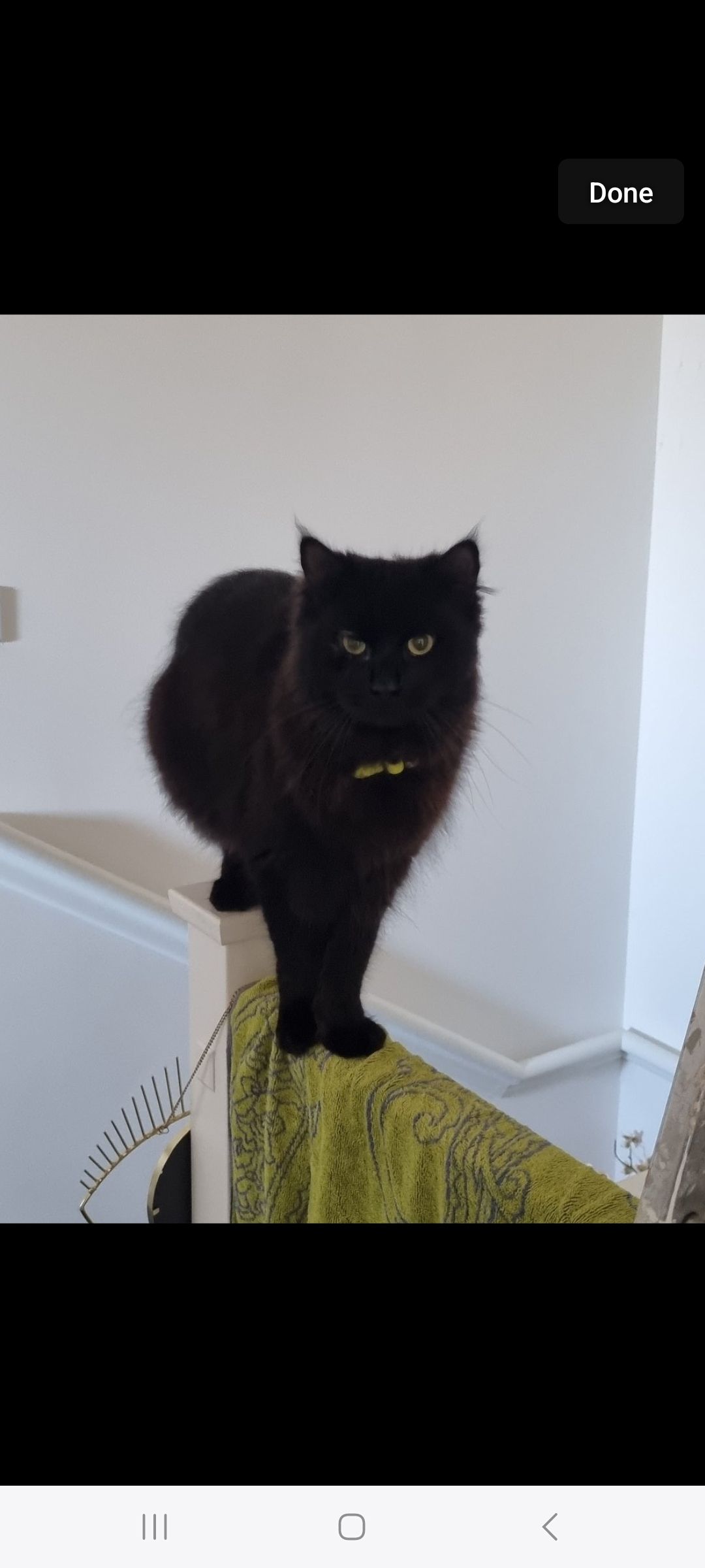 Smokey - Plumstead Road, Norwich