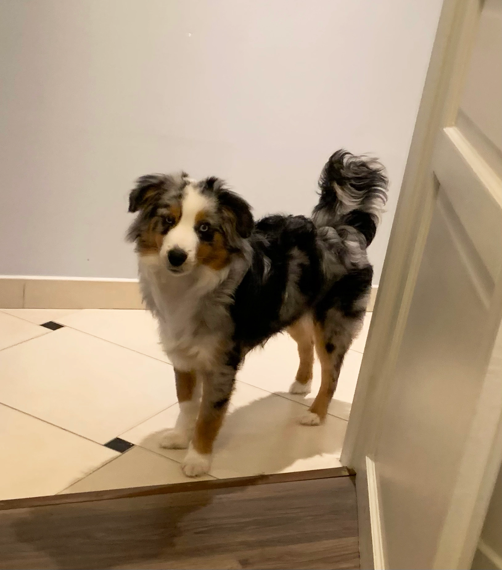 venus - Rue Des Fusillés, Villeneuve-d'Ascq