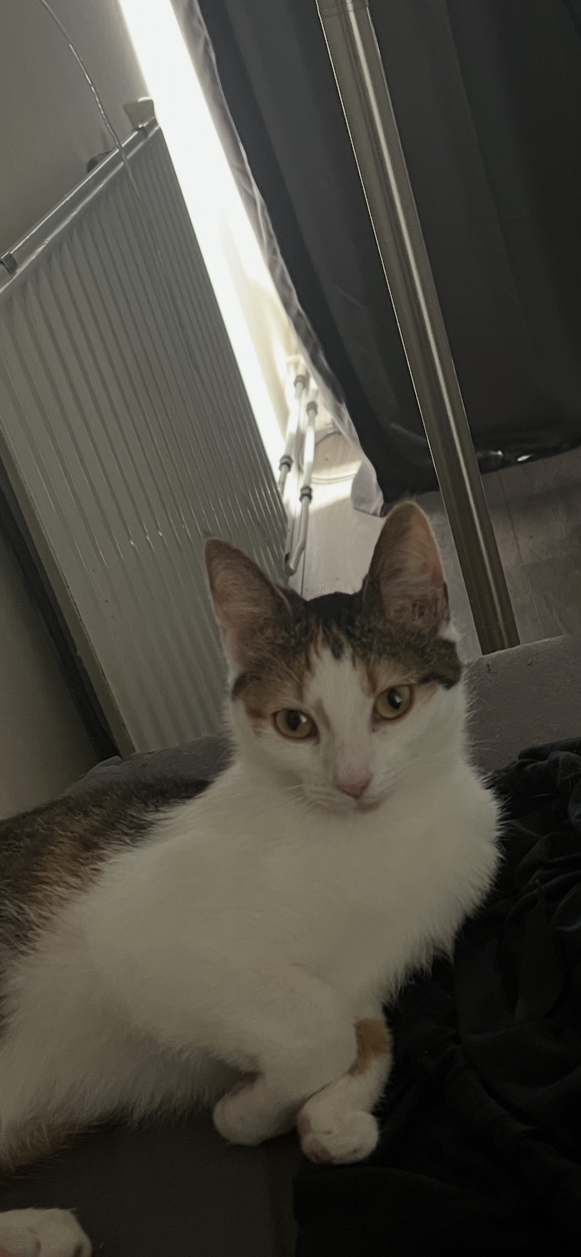 Kyra  - Zetveld, Heerenveen