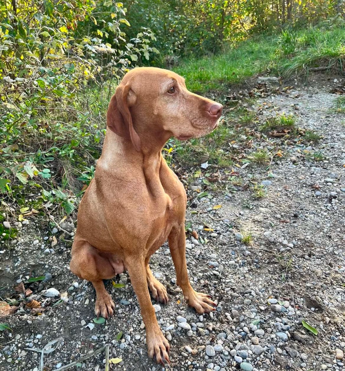 Amy - Salvigasse, Wien