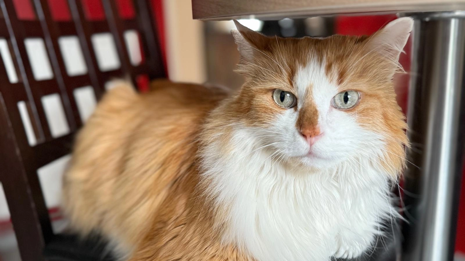 Beurre Salé  - Route du Champ Roussot, Simandre