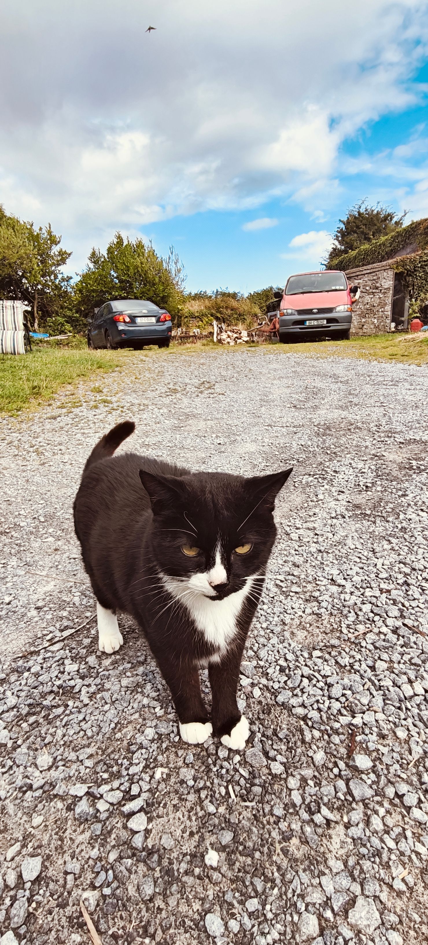 Jon Joe - L7269, Kinure