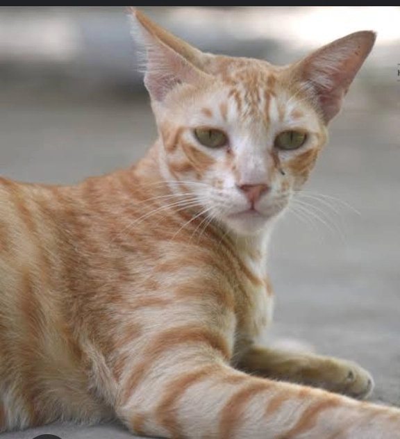 Mars - Hardoi Road, Lucknow