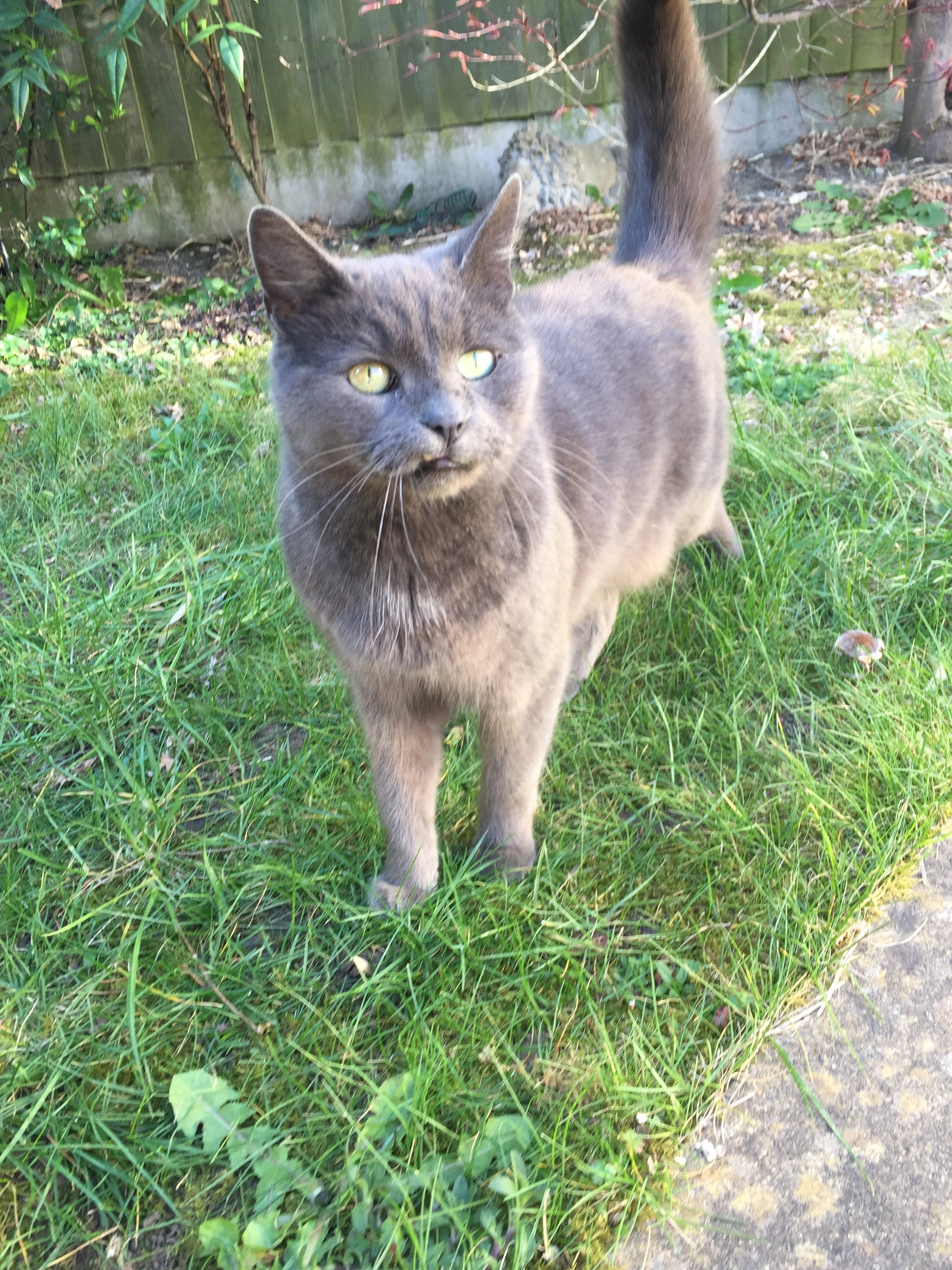 Bear - Hardy Road, Walsall