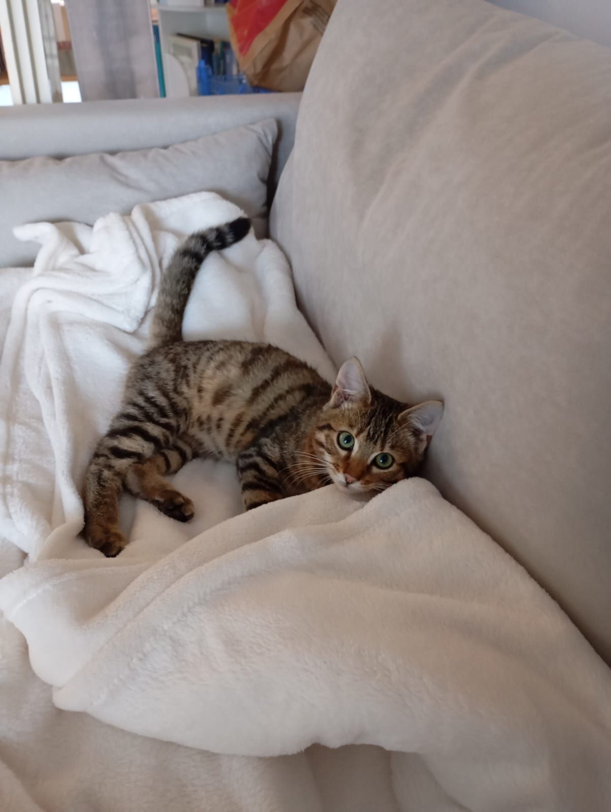 Tiger - Bästenbach, Bad Peterstal-Griesbach