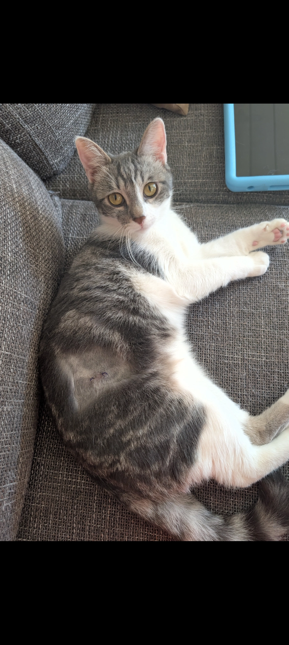 Kitty - Gullegemsestraat, Ledegem