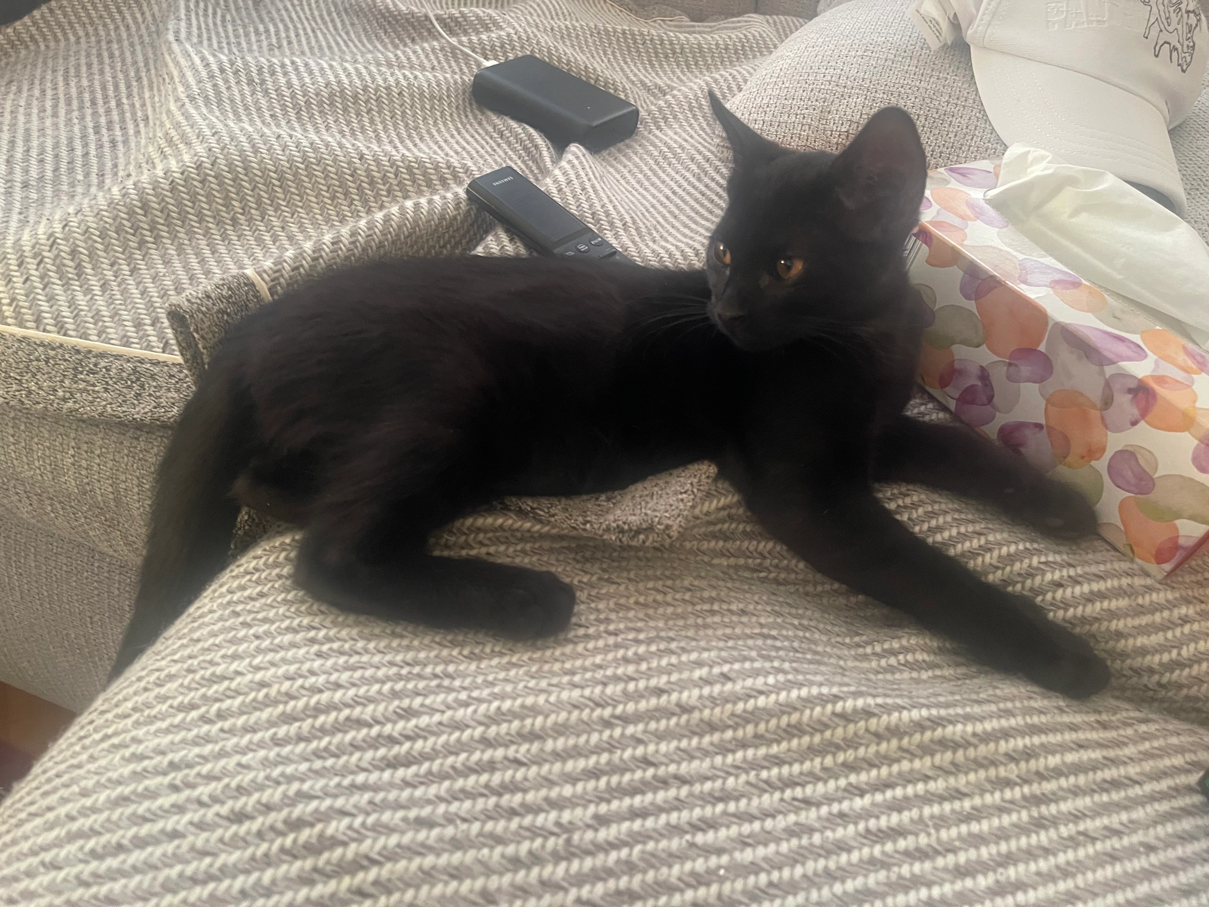 Samra - 459 Rue de Gaubiving, Oeting