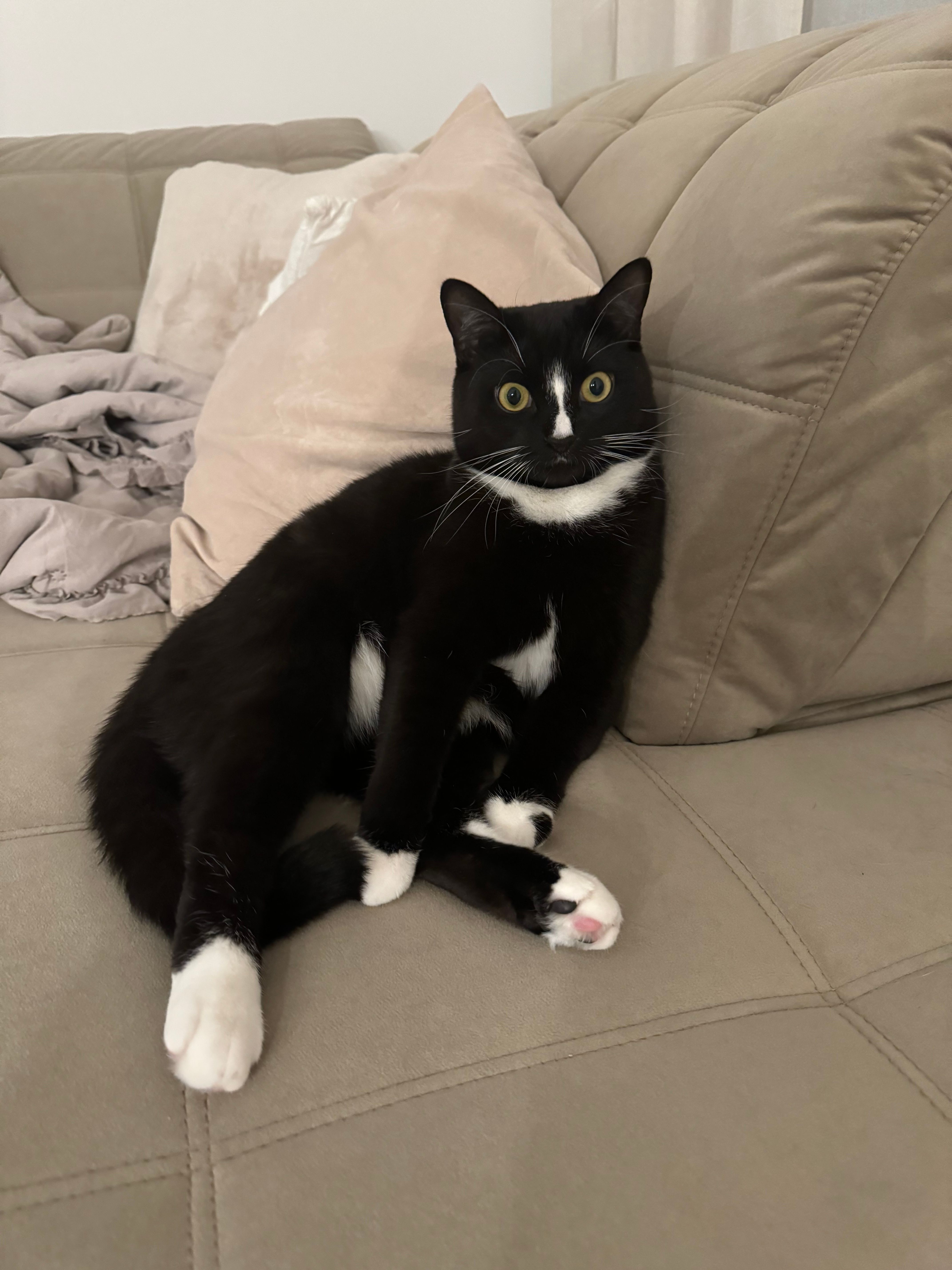 Hector - Am Karpfenkreisel, Höchstadt an der Aisch