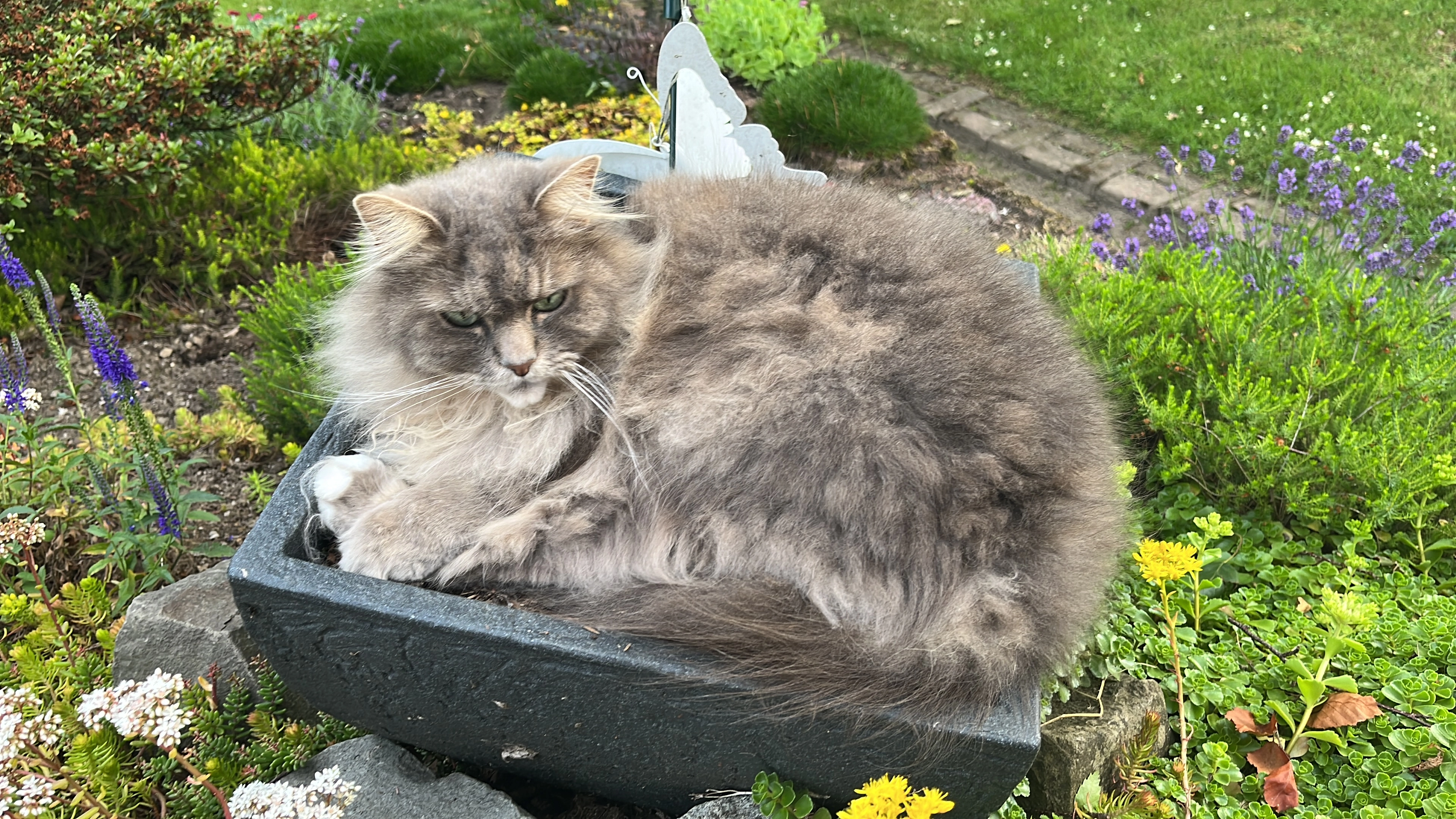 Balou - Schneppendahler Weg, Remscheid