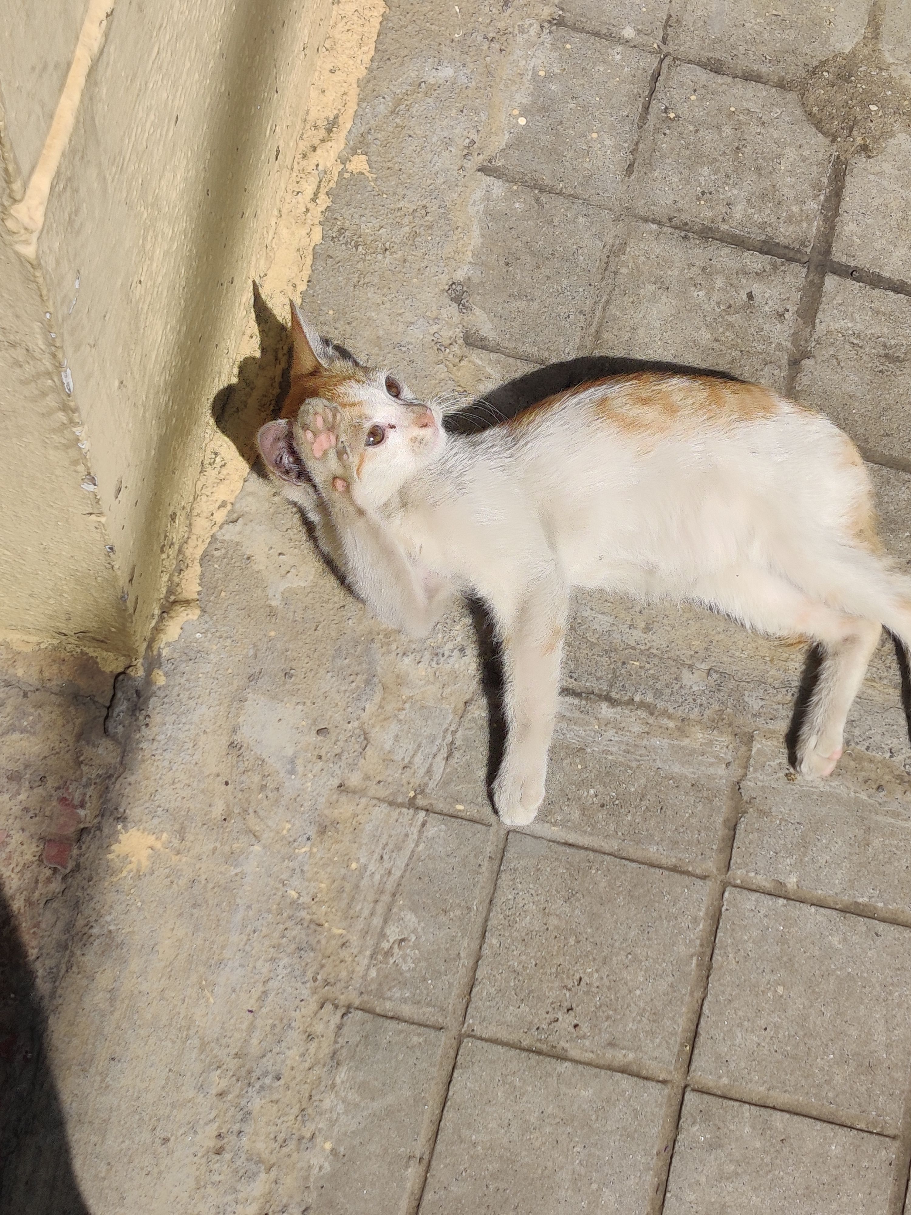 Peeku - Pwd Road, Bengaluru