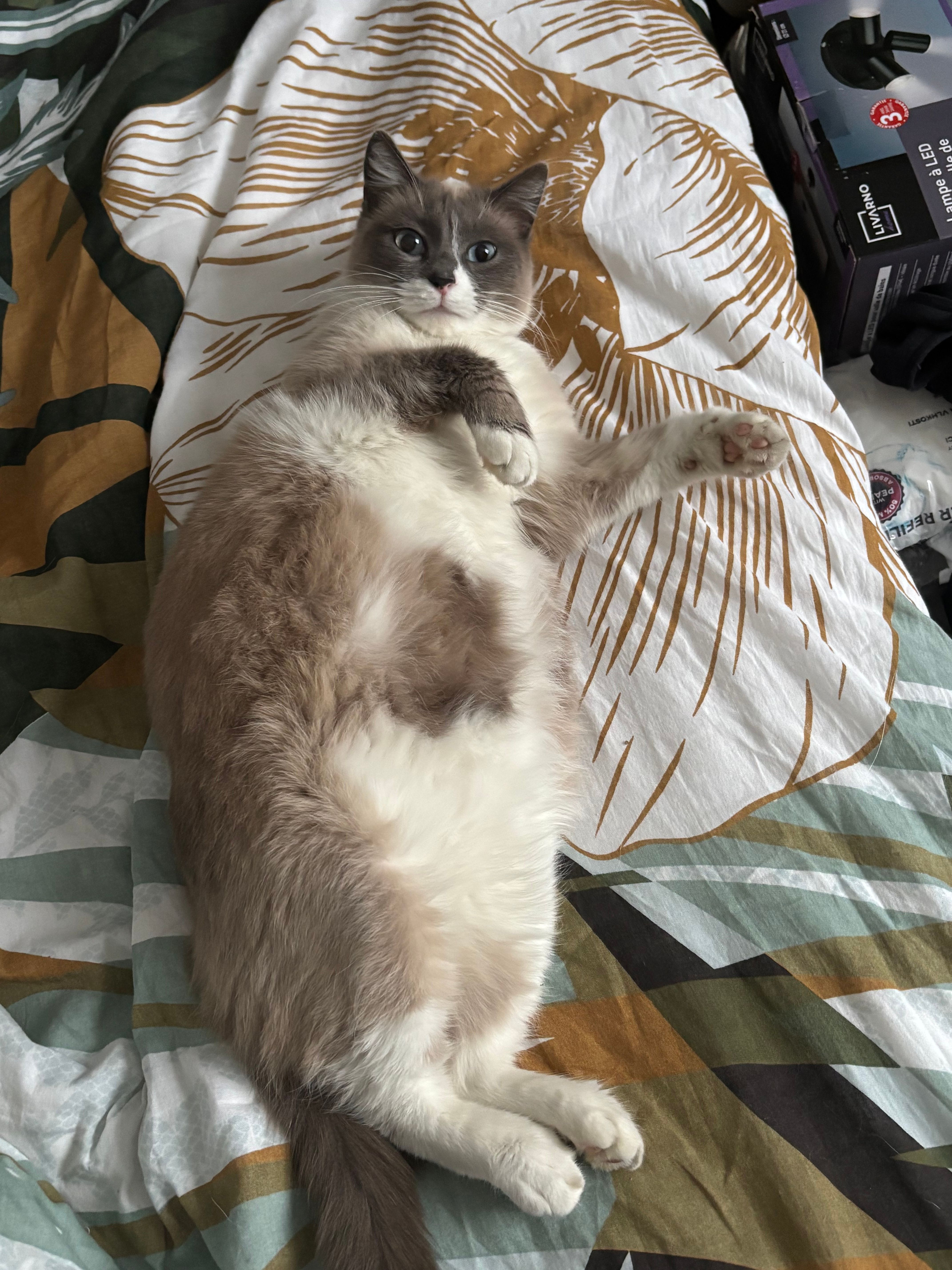 Anne - 68 Rue Victor Clément, Tarbes