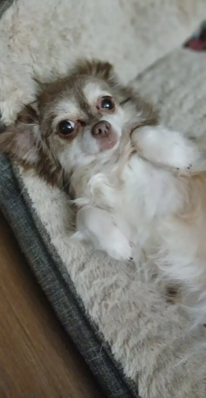 Fefe  - Rietvelde 12, Sint-Niklaas