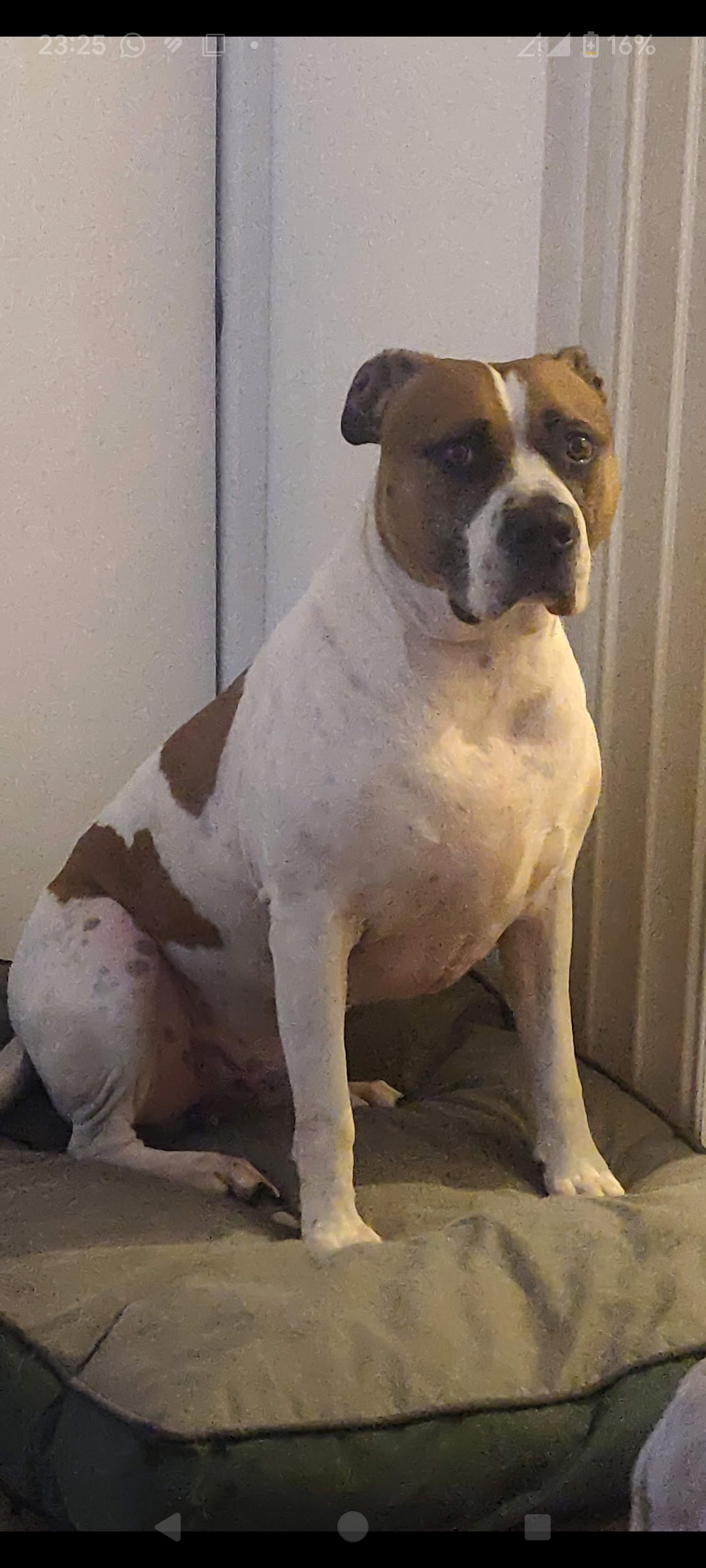 Rocky - Eynsford Road, Swanley