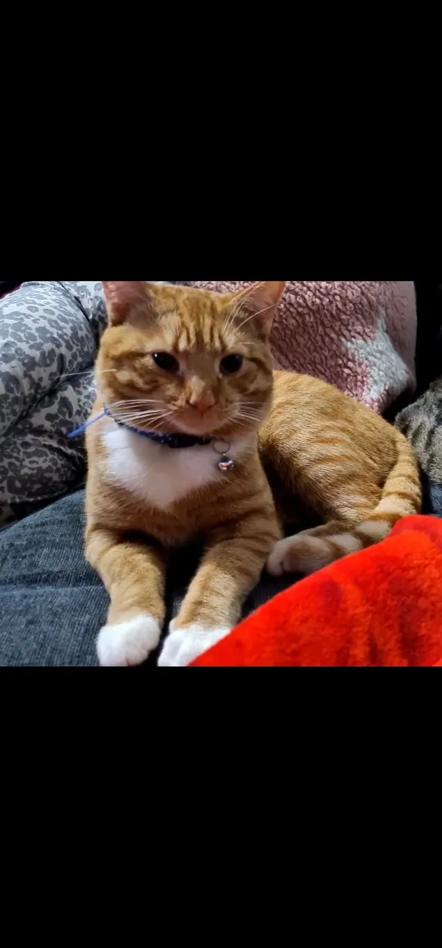 Simba  - OL9 6, Oldham