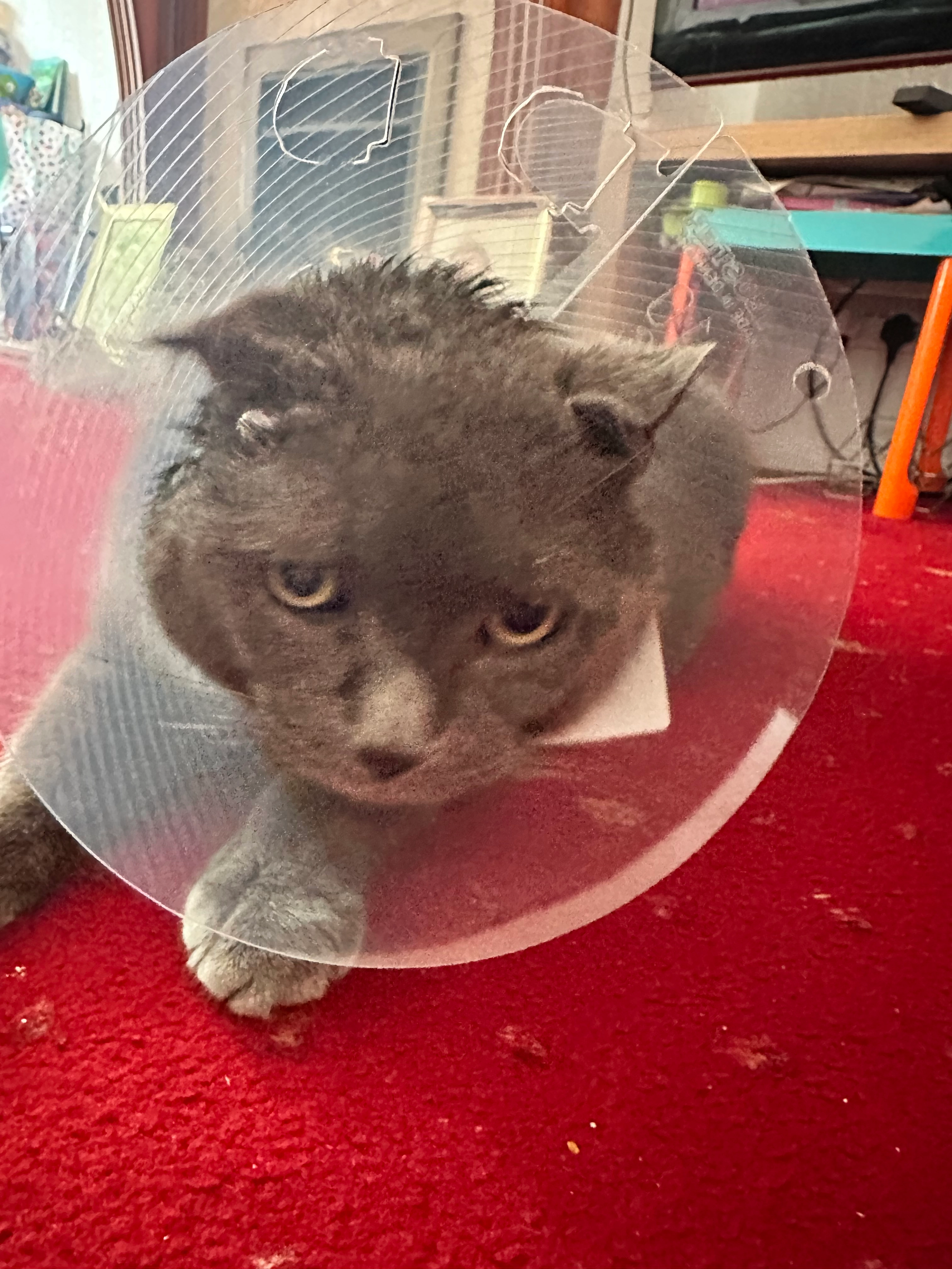 Ro ro - The Risings, Bedford