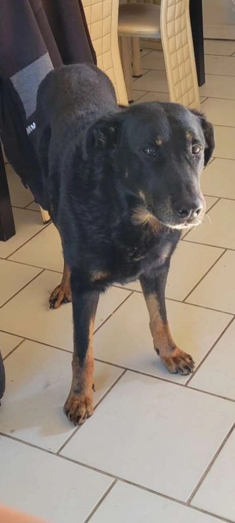 Mango - Impasse Leneuf De Montenay, Saint-Victor-de-Chrétienville