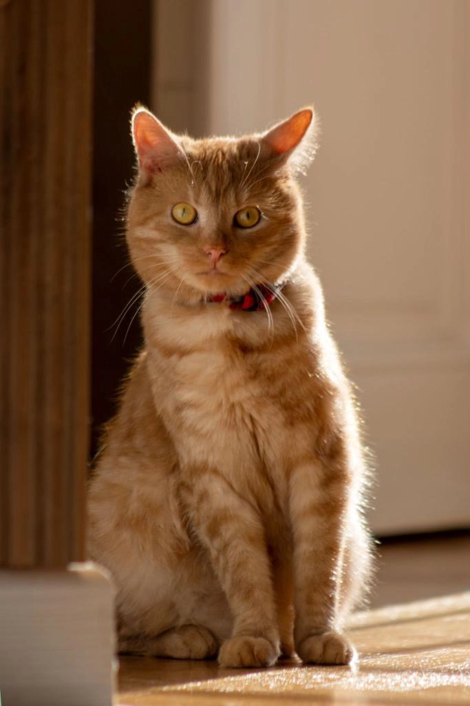 Lino - Malešická 27, Praha