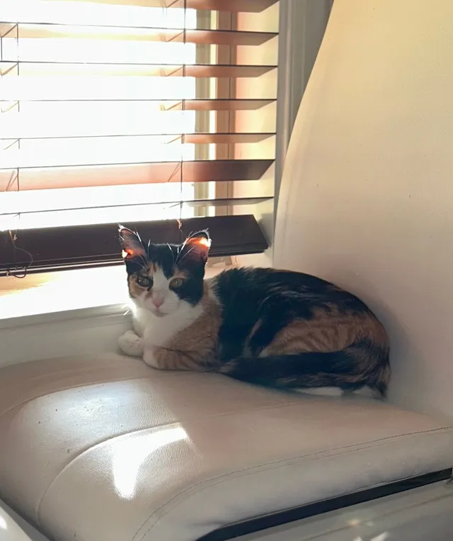 Melanie - LaGrange Grove Dr, Cordova